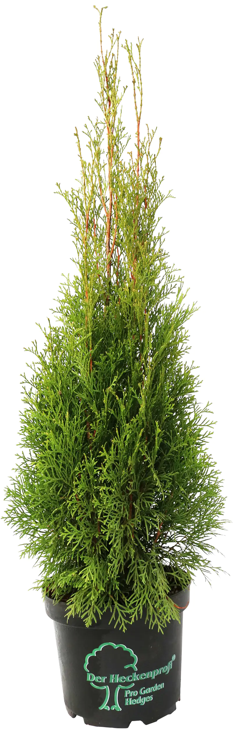 Heckenthuja Smaragd H ca 80-100 cm 23 cm Topf