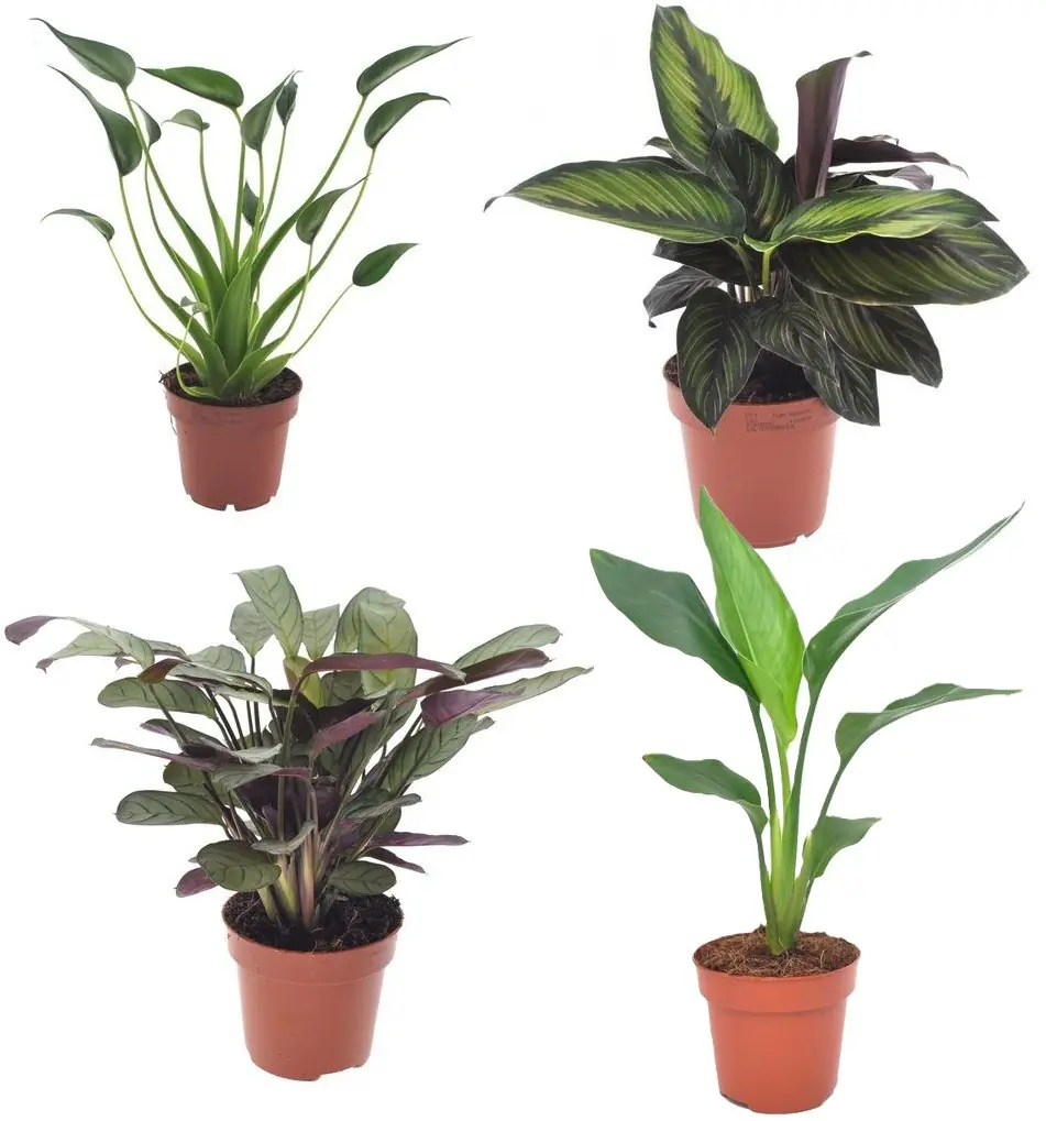 Zimmerpflanzen-Set im 12 cm Topf mit Pfeilblatt, Korbmarante, Gebetspflanze & Baumstrelitzie