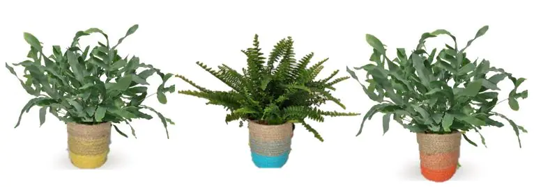 Nephrolepis Phlebodium Schwertfarn 12 cm im Korb