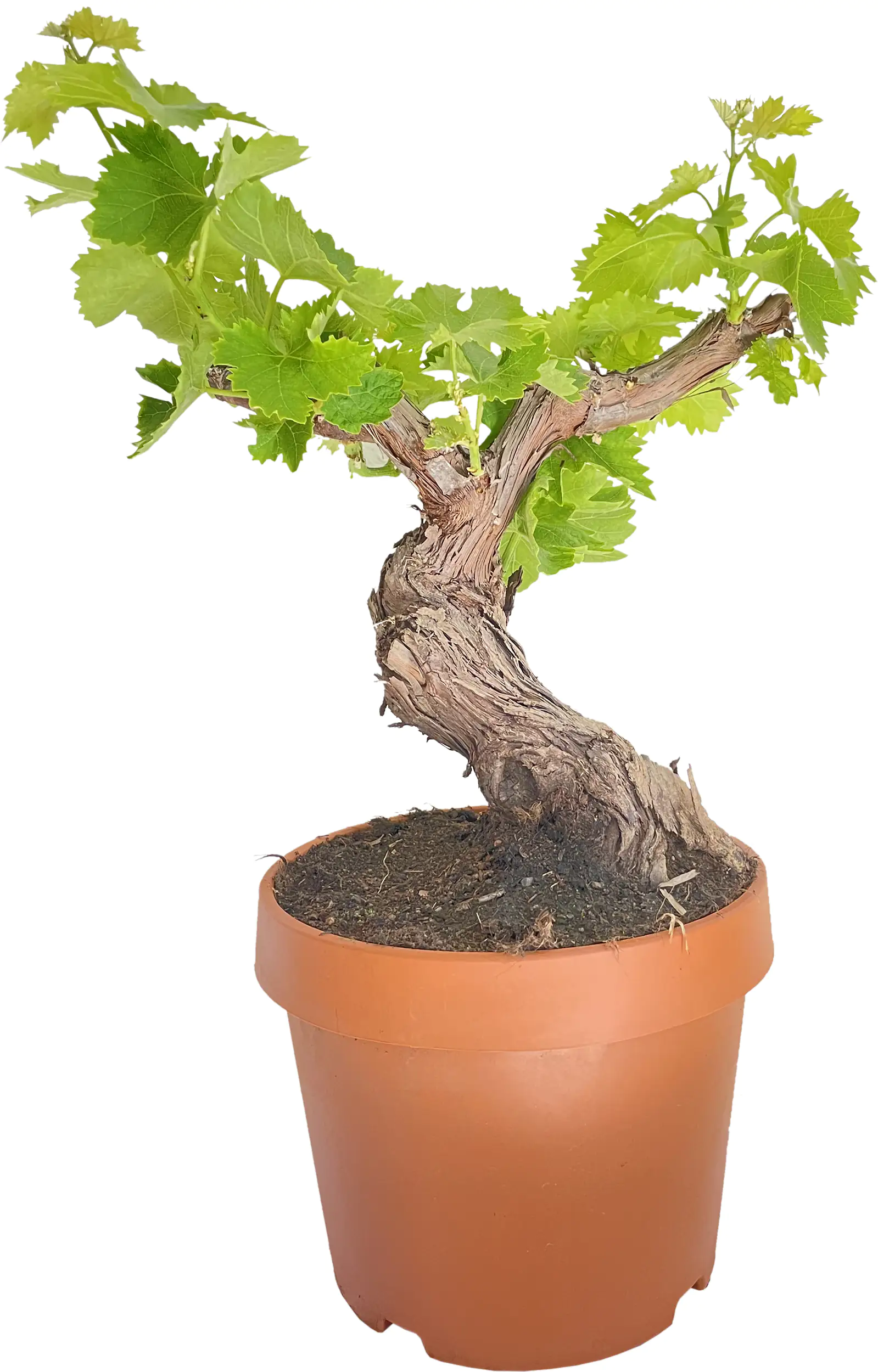 Weinrebe Vitis Vinifera H 55 cm 22 cm Topf