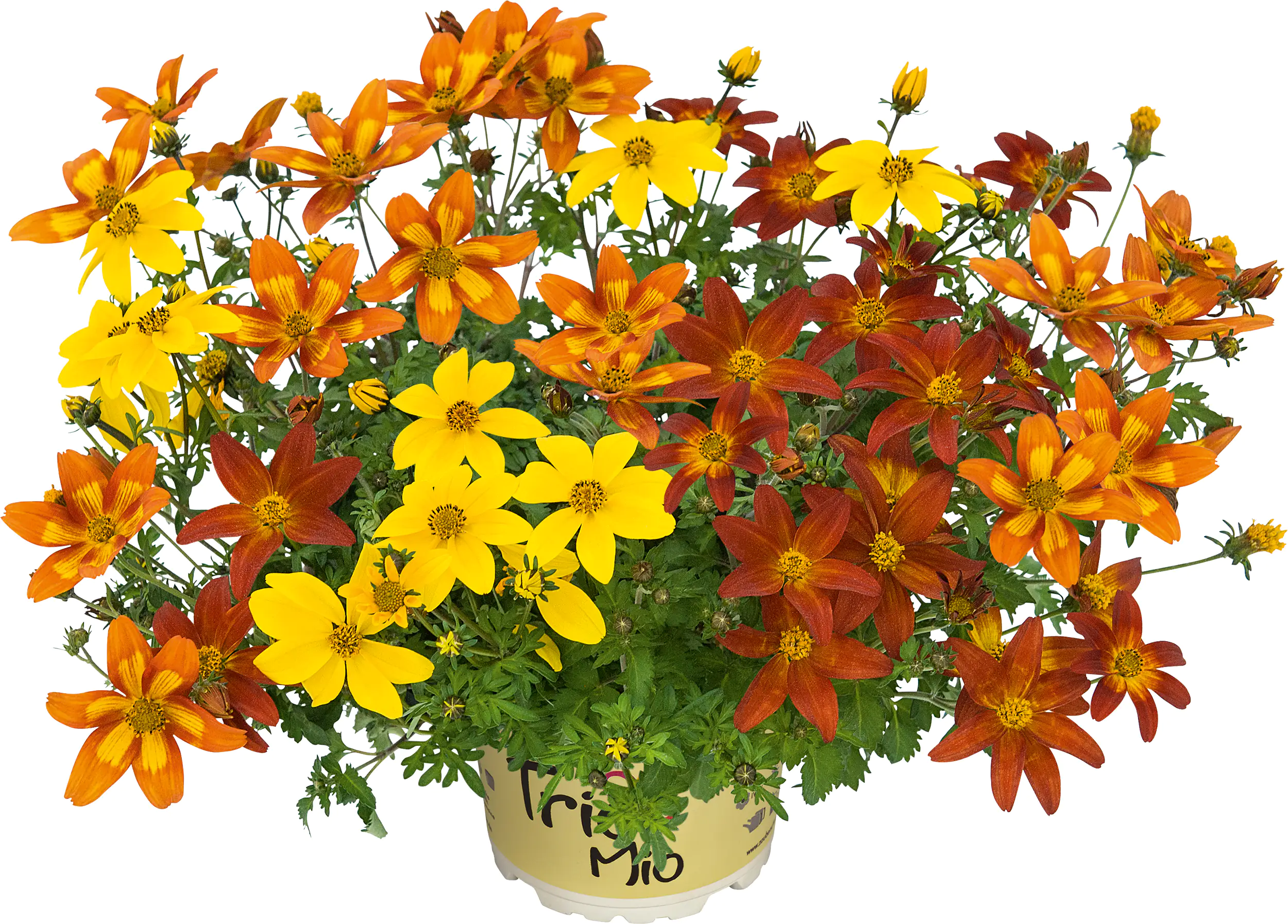 Goldmarie Bidens Trio Mix H 20 cm 5 L Container Goldmarie Bidens Trio Mix H 20 cm 5 L Container