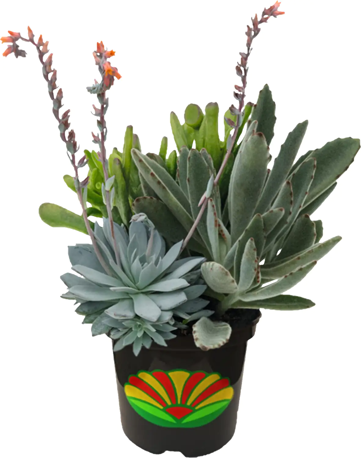 Stauden Trio Hitzeprofis H 30 cm+  5 L Container