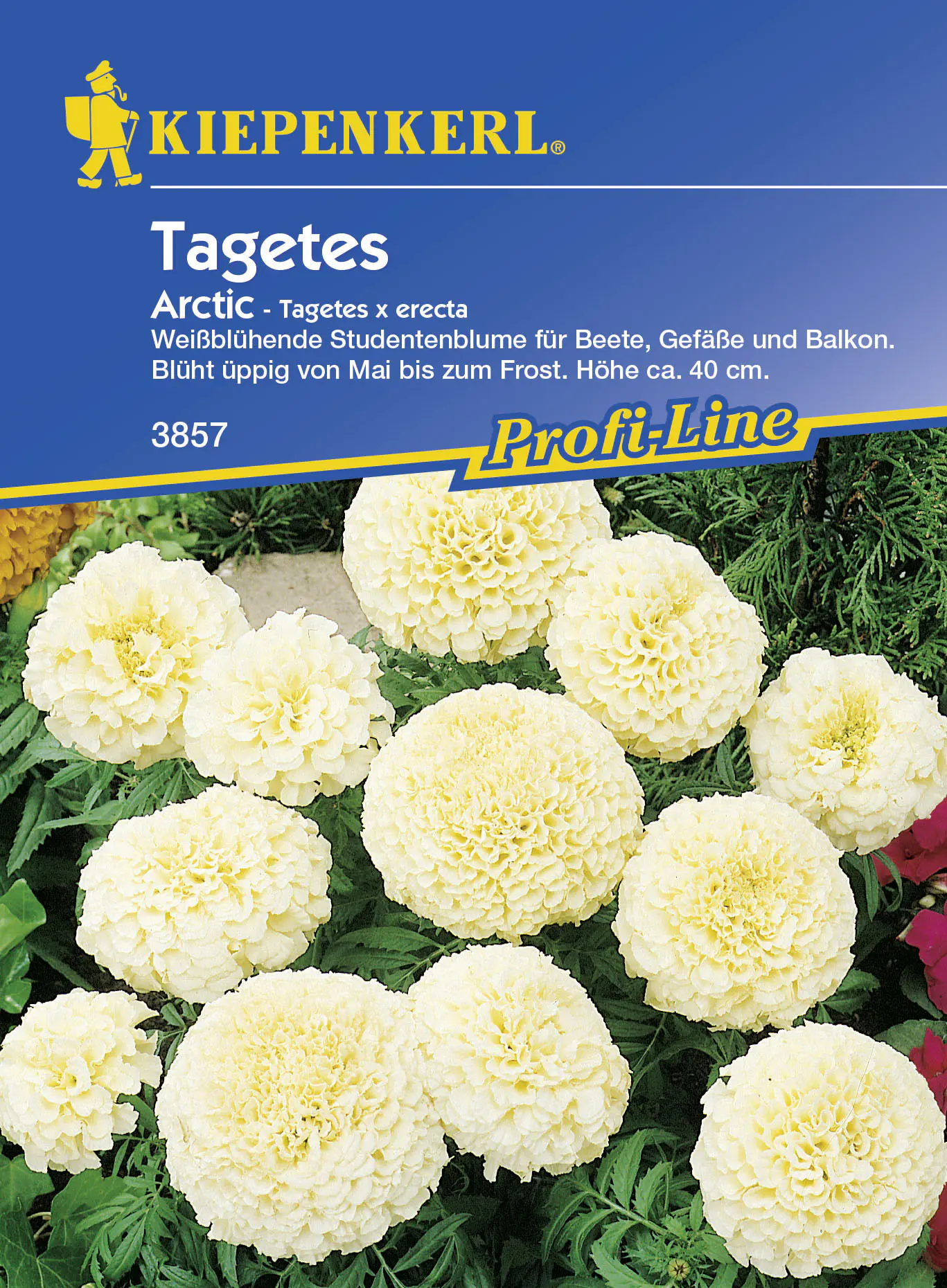 Kiepenkerl Studentenblume Arctic Tagetes erecta, Inhalt: ca. 40 Pflanzen