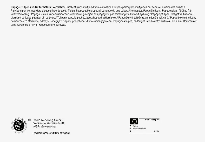 Pegasus BigBag Papagei Tulpe Mischung Tulipa x Hybrida