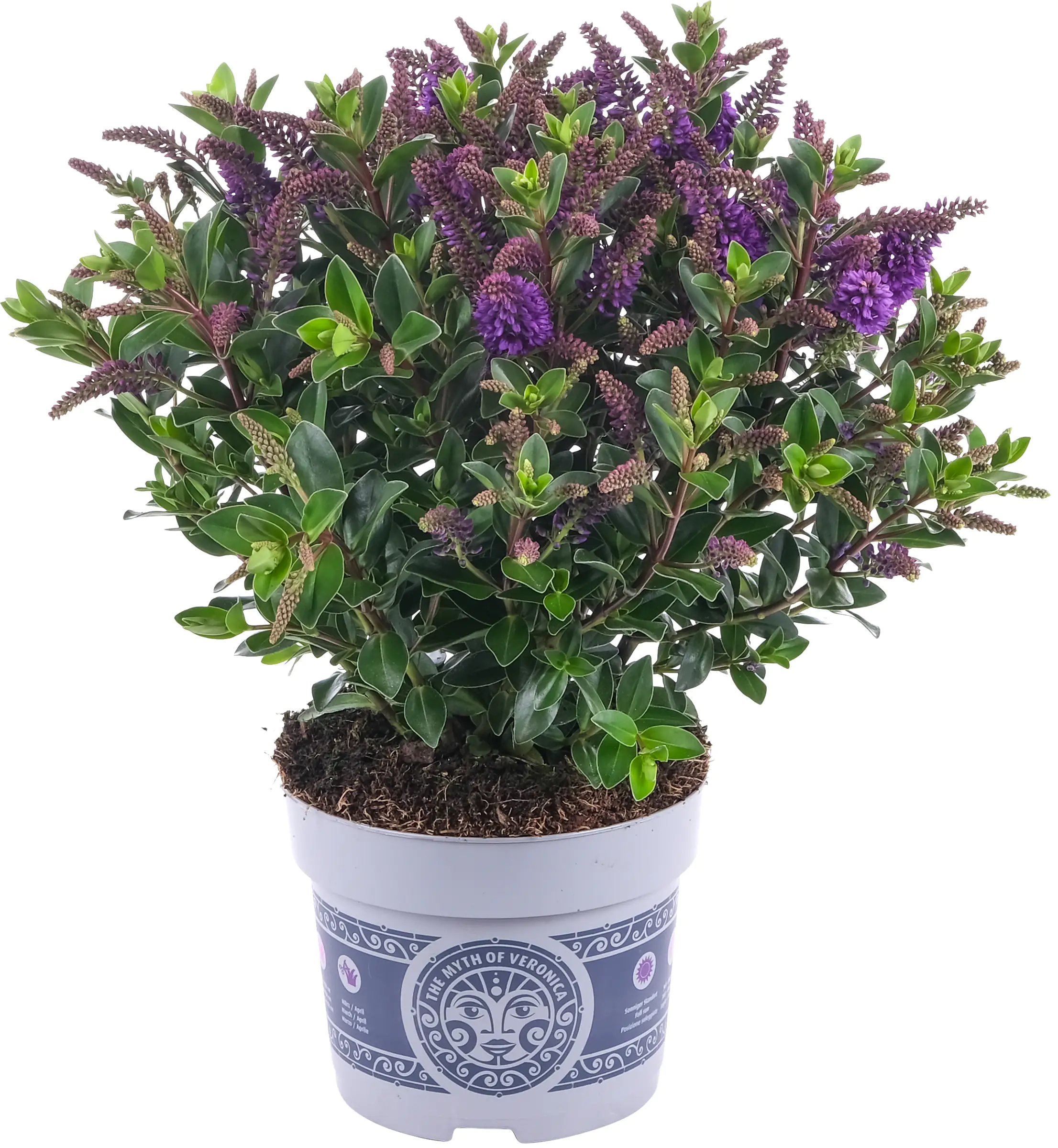 4250308307233_02 Strauchveronika Hebe All Blooms 12 cm Topf