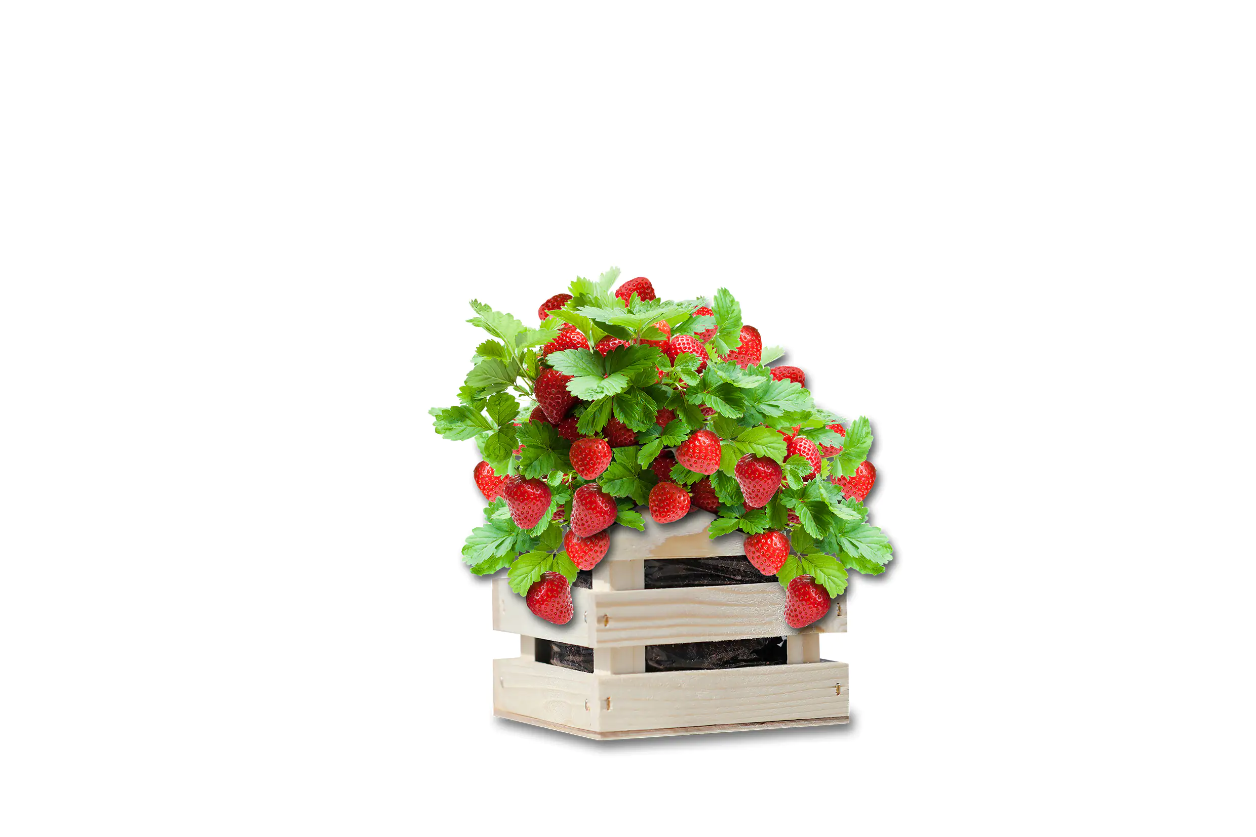 Baza Seeds Garden Box saftige Erdbeere Baza Seeds Garden Box saftige Erdbeere