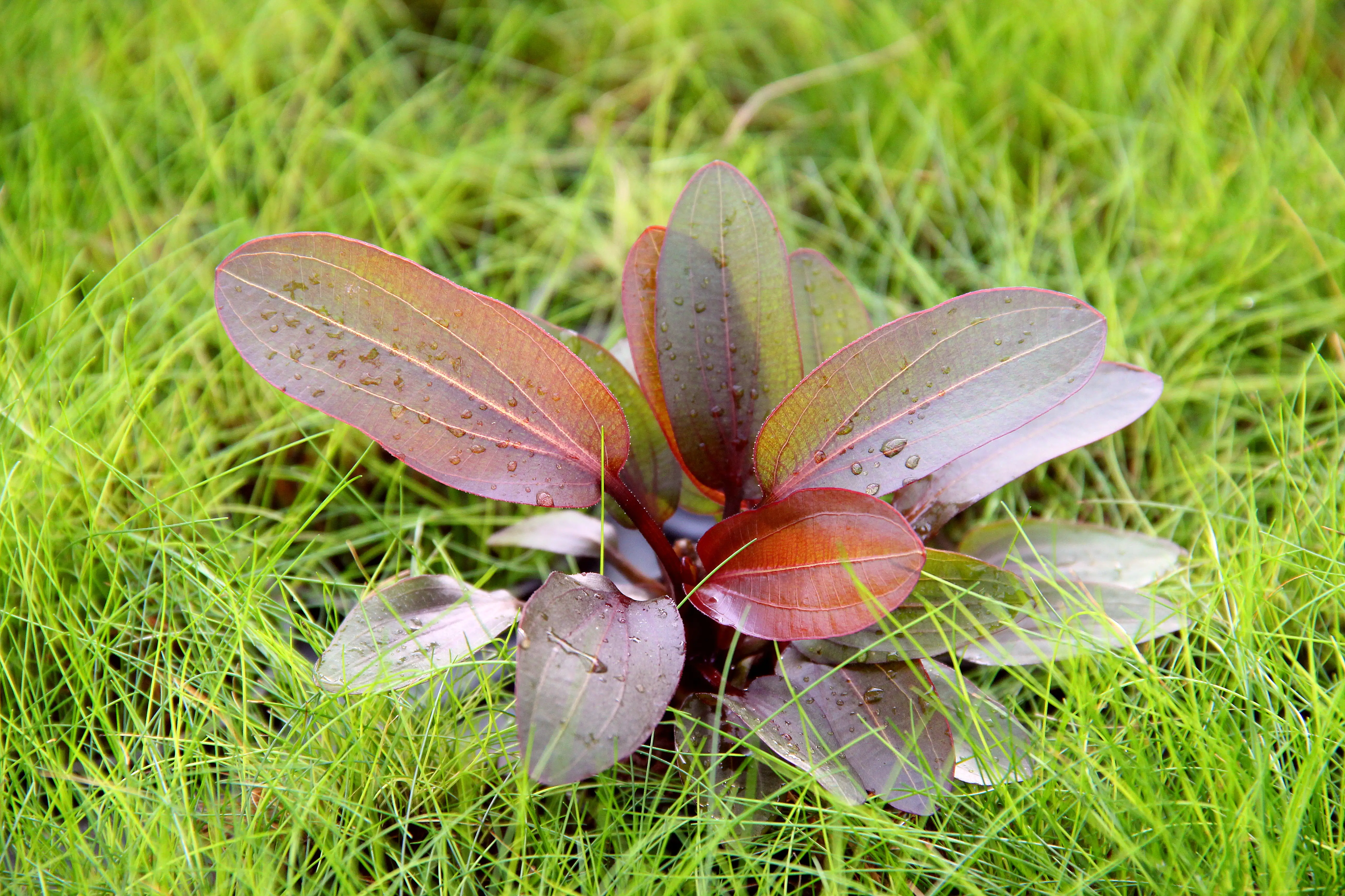 4001615300758_3 Dennerle Aquarienpflanze Echinodorus Red Chamäleon
