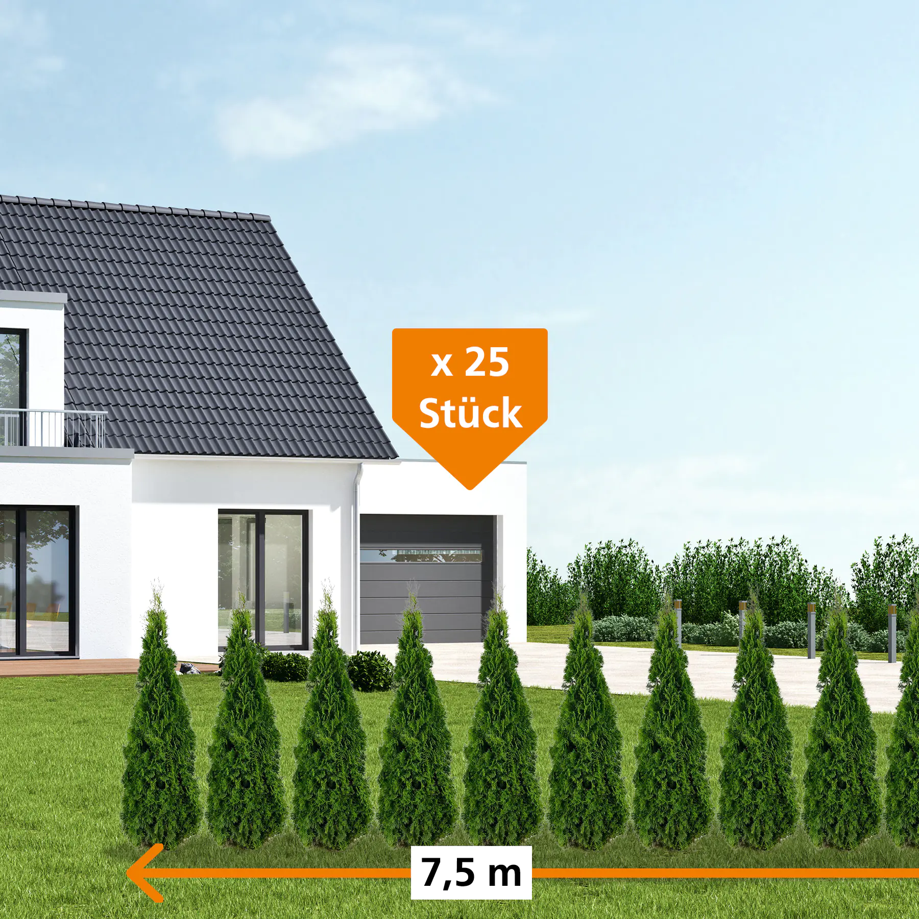 Lebensbaum Thuja occ. Smaragd H 60 - 80 cm, 25 Stück