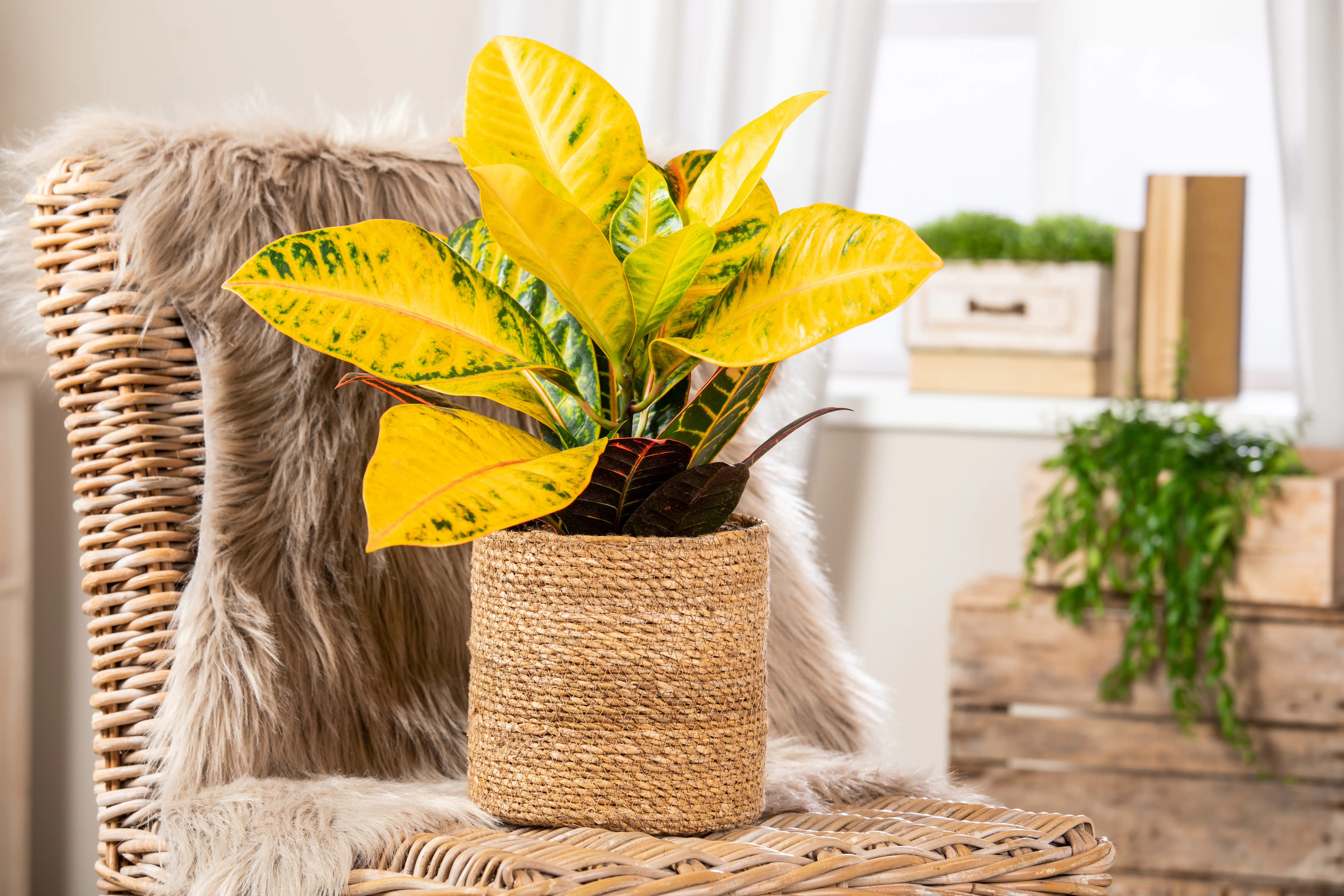 Wunderstrauch Codiaeum variegatum Petra H ca. 55 cm 19 cm Topf