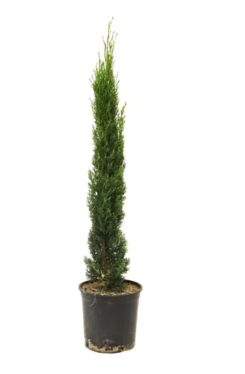 Cupressus Sempervirens Totem Mittelmeer Zypresse 18 cm Topf