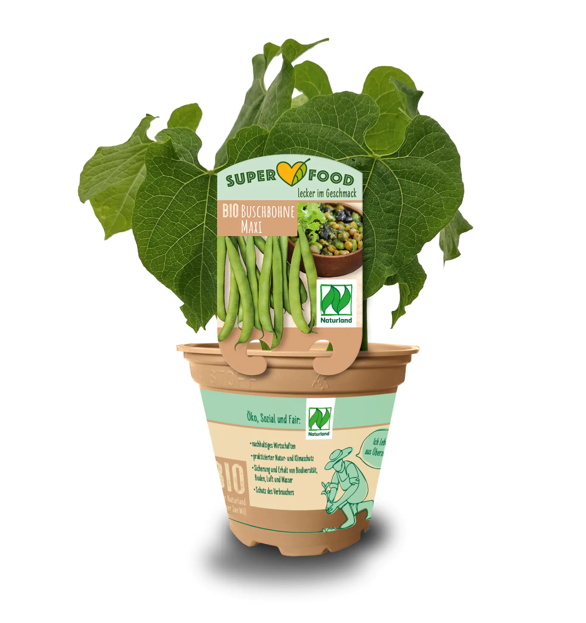 Phaseolus vulgaris var. Nanus Buschbohne 13 cm Topf