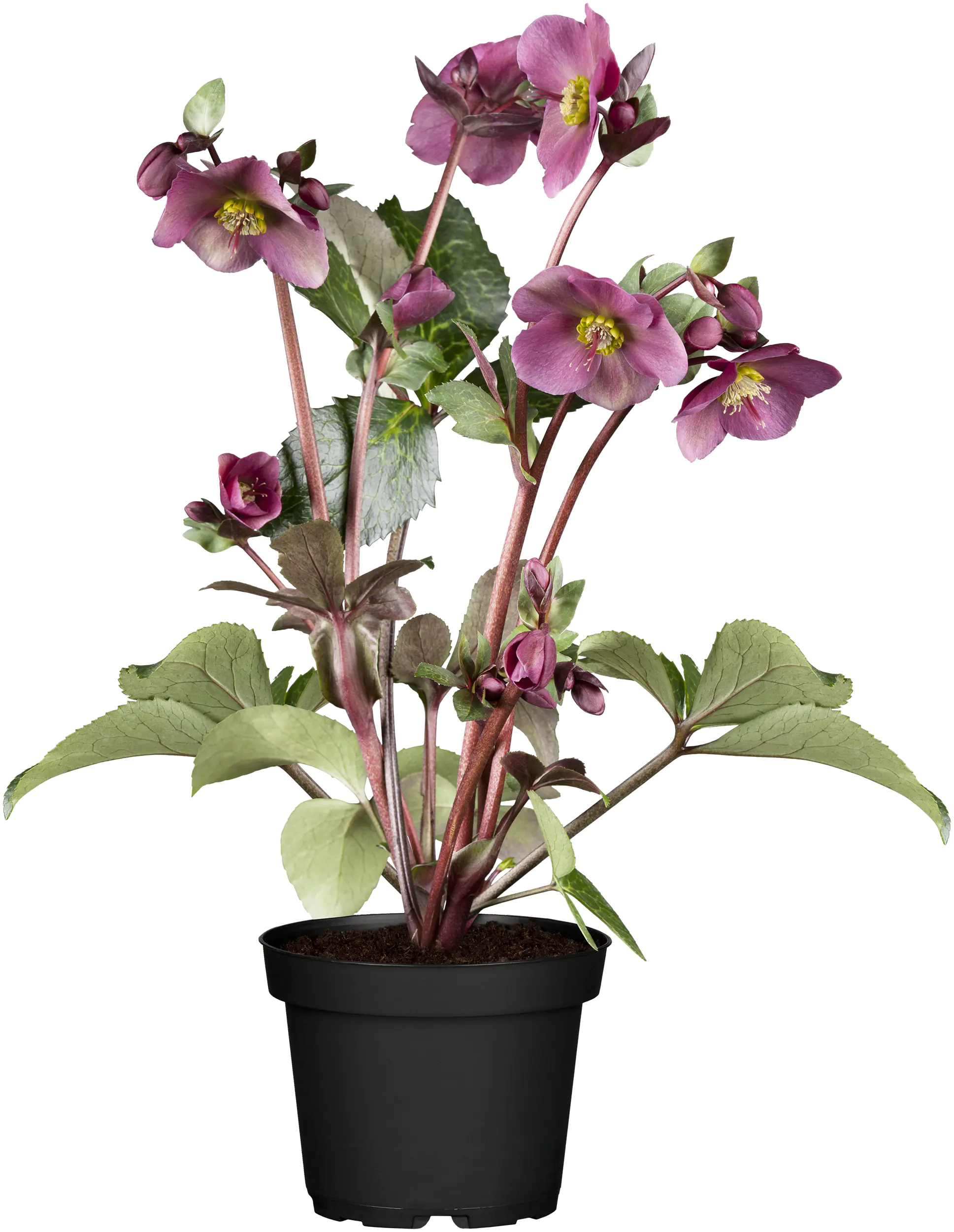 Helleborus Christrose Sondersorten 15cm Topf
