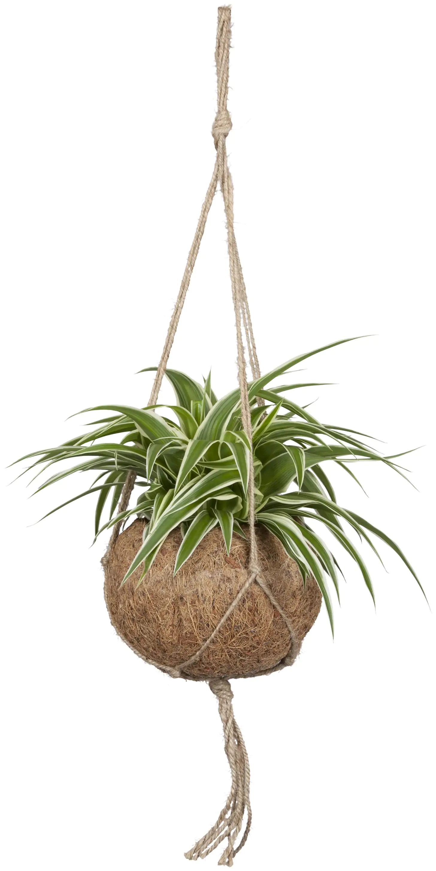 Kokodama Chlorophytum Grünlilie 20 cm 15 cm Topf