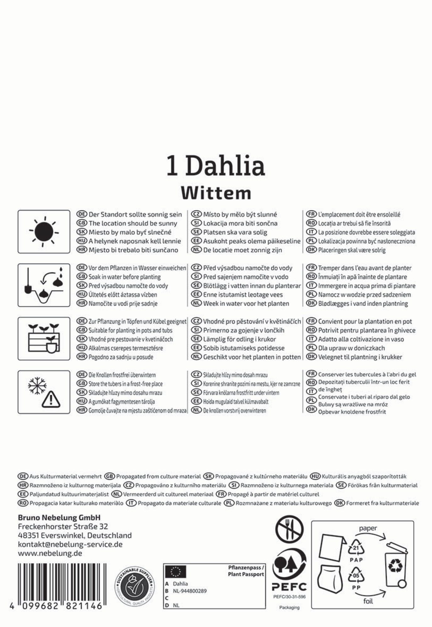 Kiepenkerl Frühjahrsblumenzwiebel Beet- & Kübel-Dahlie Wittem 1 Stück