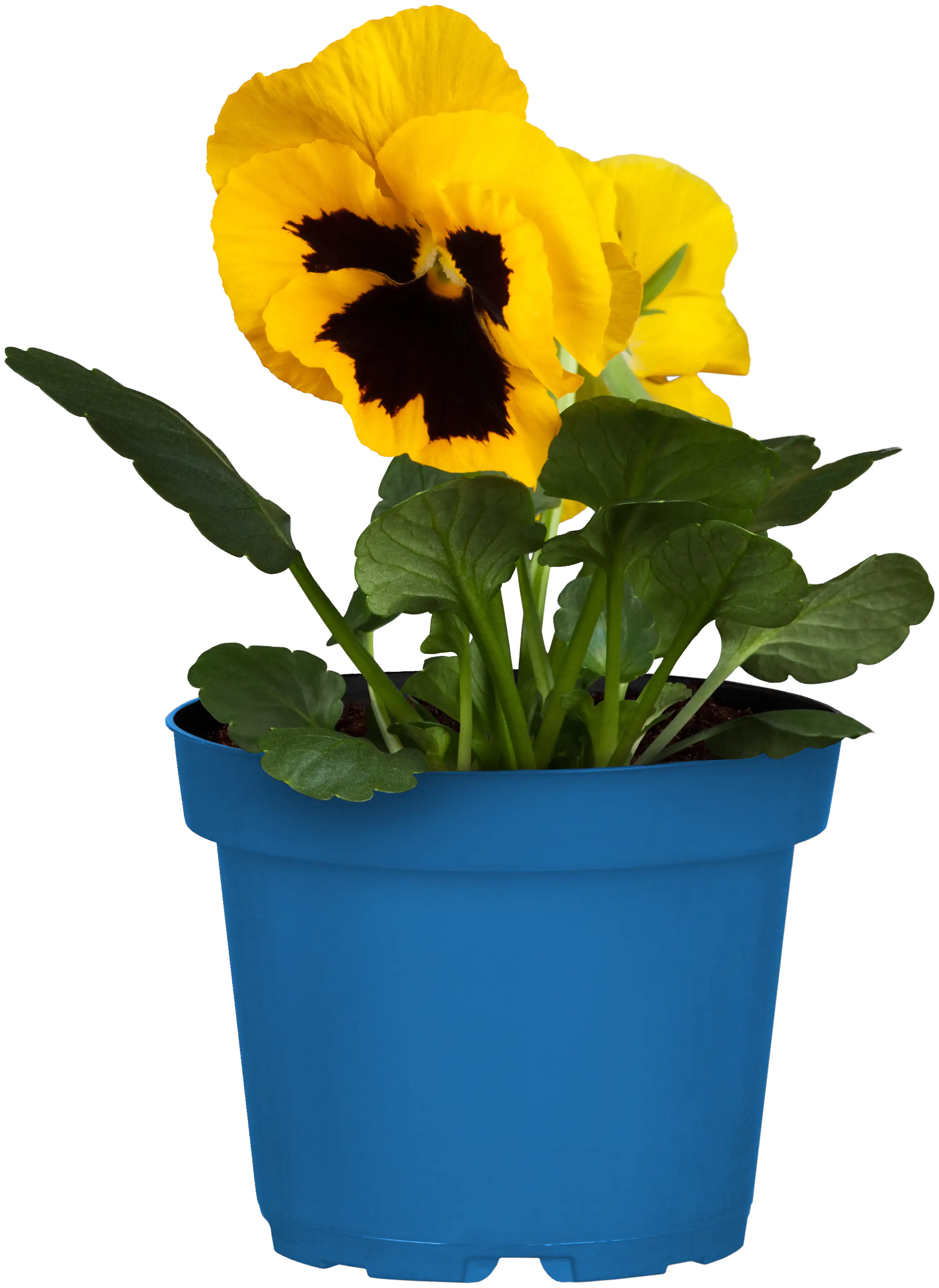 Bio Stiefmütterchen Viola wittrockiana 10,5 cm Topf