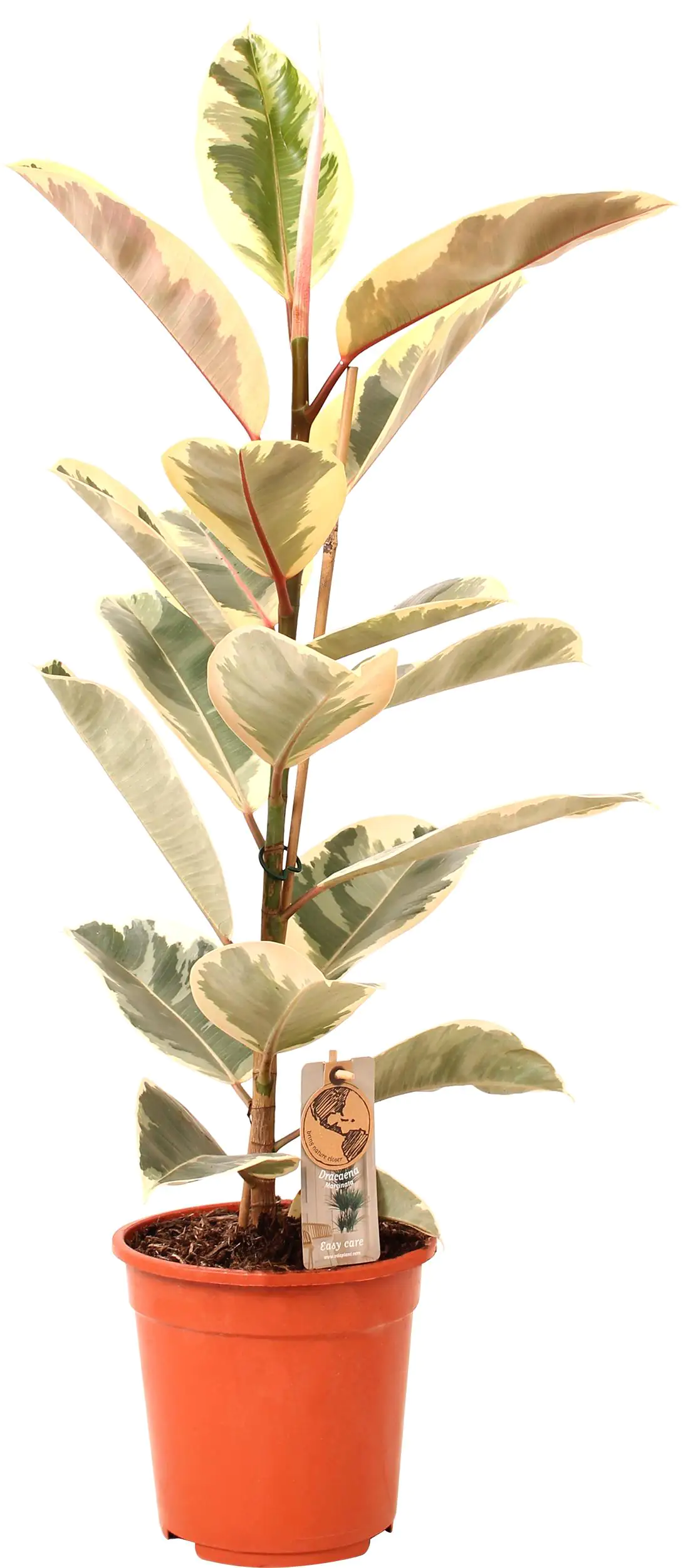 Gummibaum Ficus Elastica H ca 80 cm 21 cm Topf