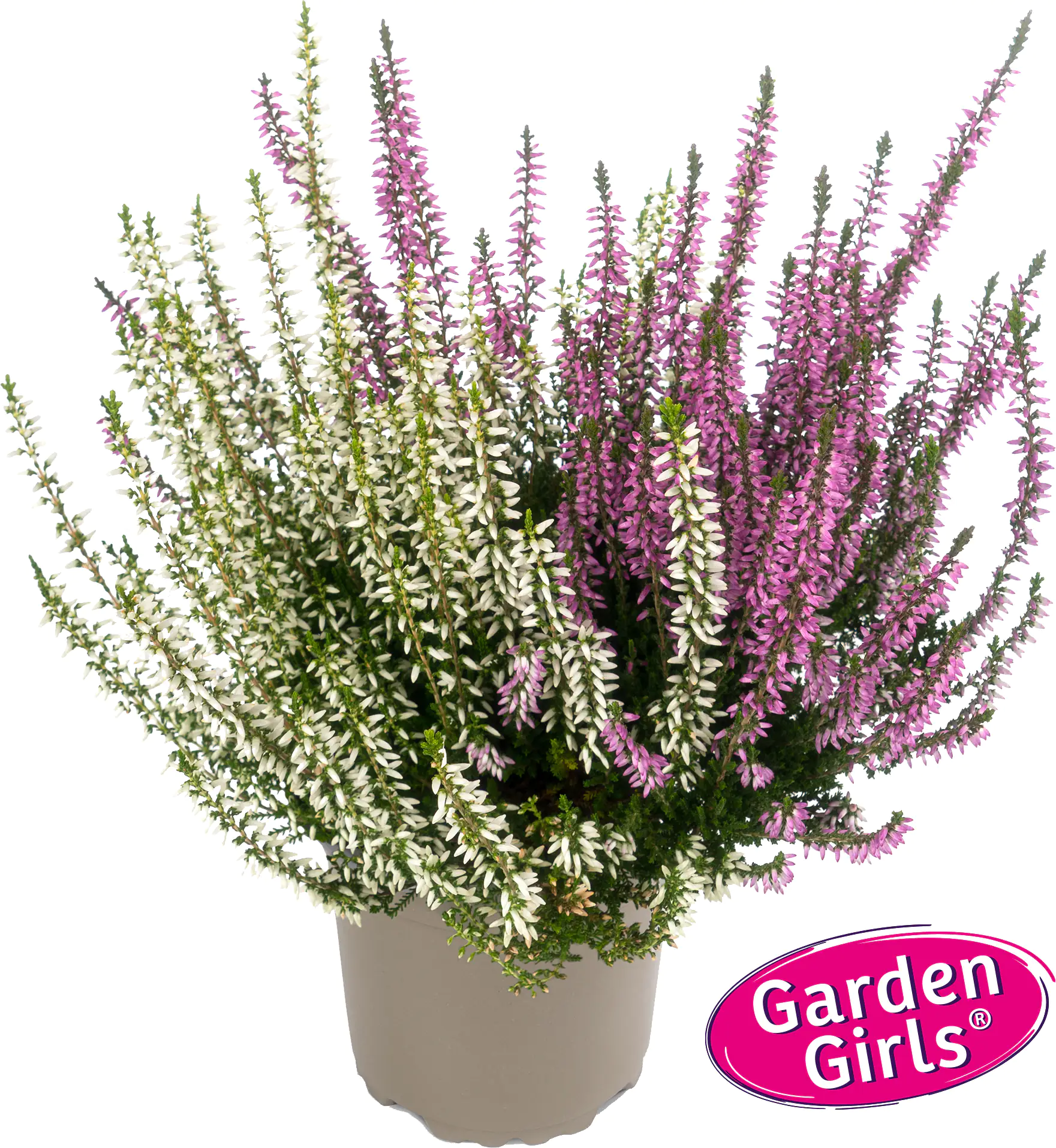 Heidekraut Calluna Garden Girls Twin 11 cm Topf Heidekraut Calluna Garden Girls Twin 11 cm Topf