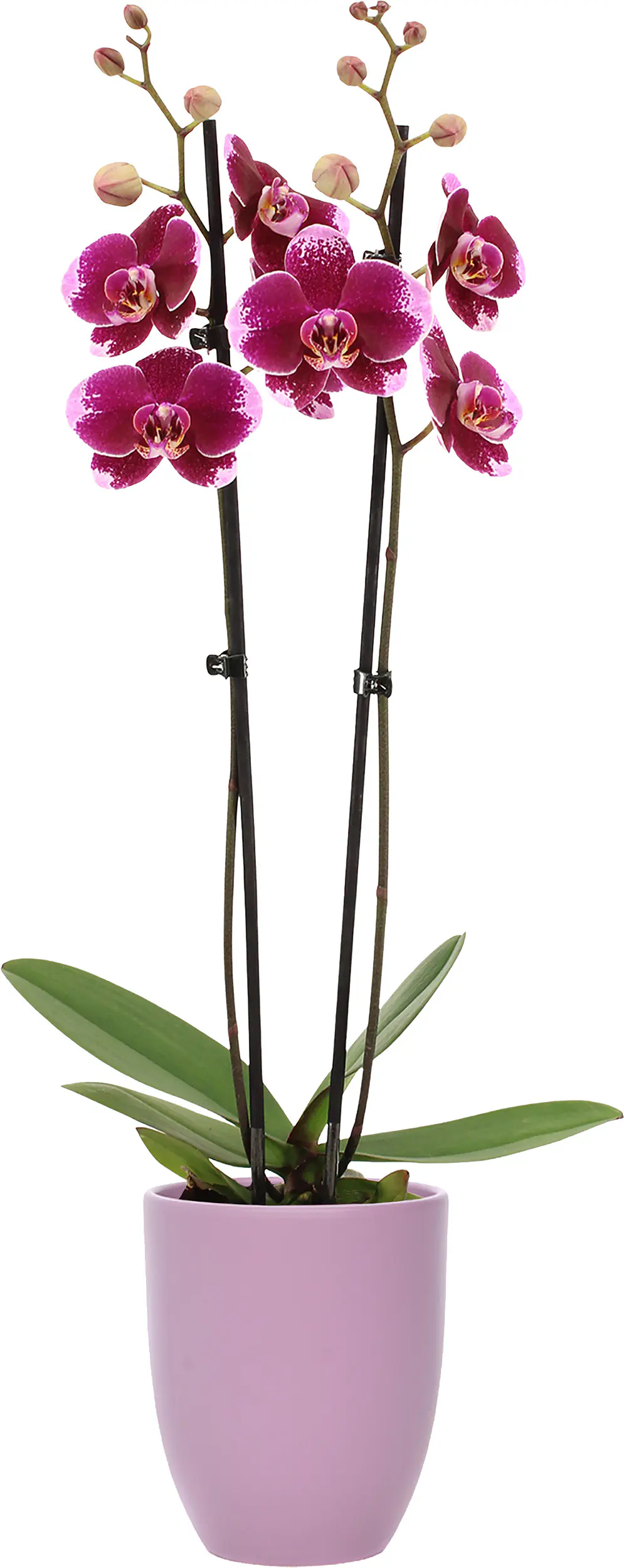 Orchideen Mix Phalaenopsis 2 Trieber 12 cm in Hugo Keramik Topf Orchideen Mix Phalaenopsis 2 Trieber 12 cm in Hugo Keramik Topf