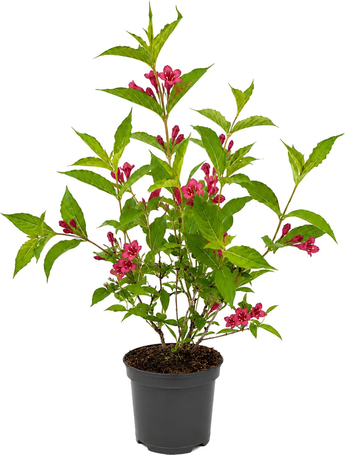 Farbenfrohe Sommersträucher verschiedene Sorten, 40 - 60 cm hoch, 3,2 L Container