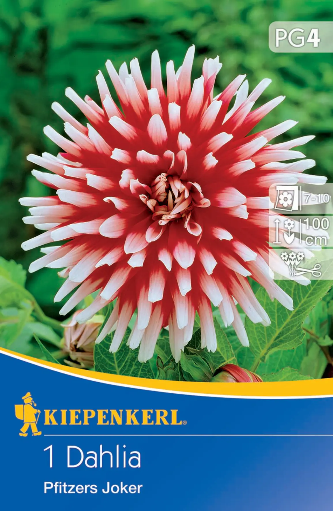 Kiepenkerl Kaktus-Dahlie Pfitzers Joker Kiepenkerl Kaktus-Dahlie Pfitzers Joker
