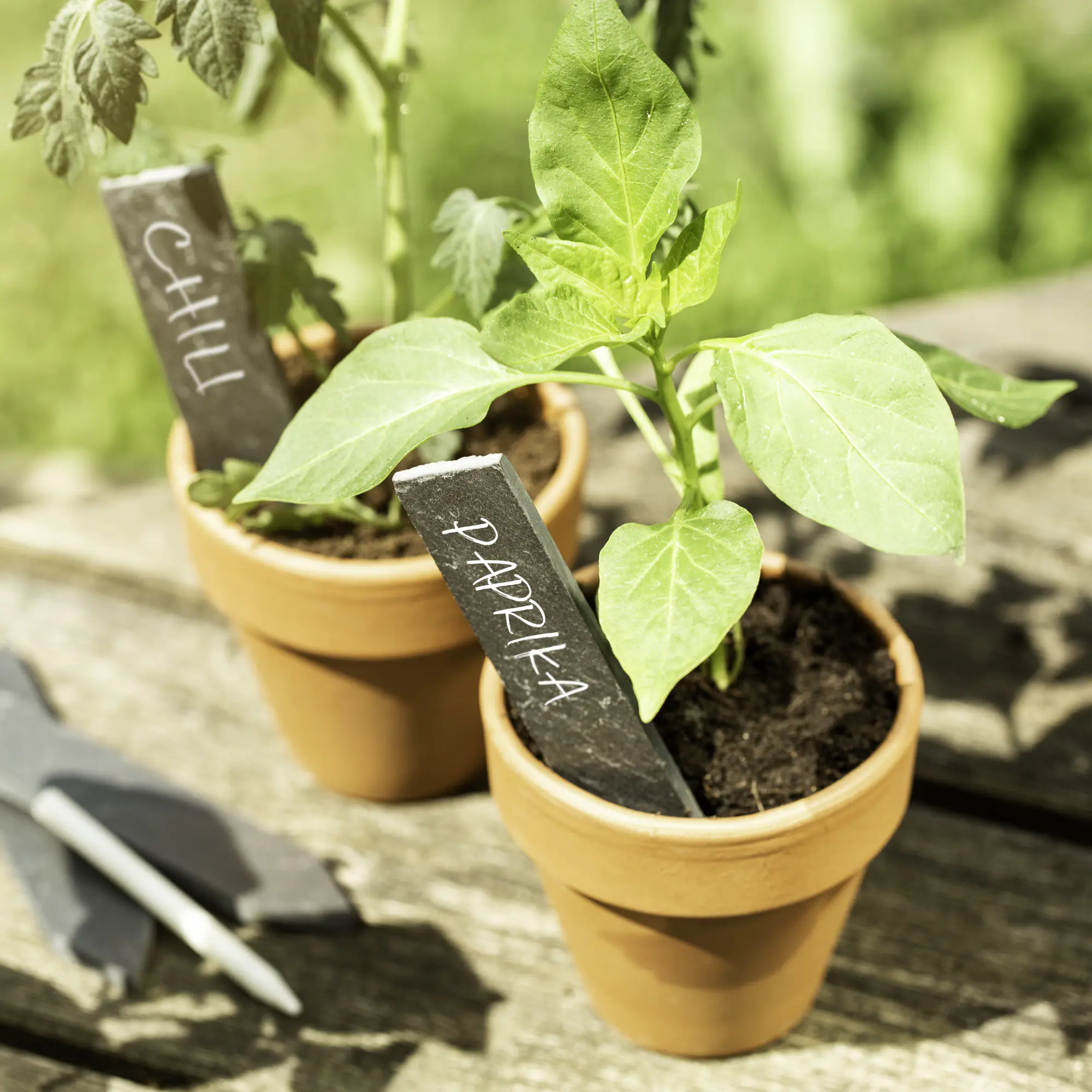 Windhager Pflanzenschilder Stecketiketten Schiefer + Kreide 12 cm - 8 Stück