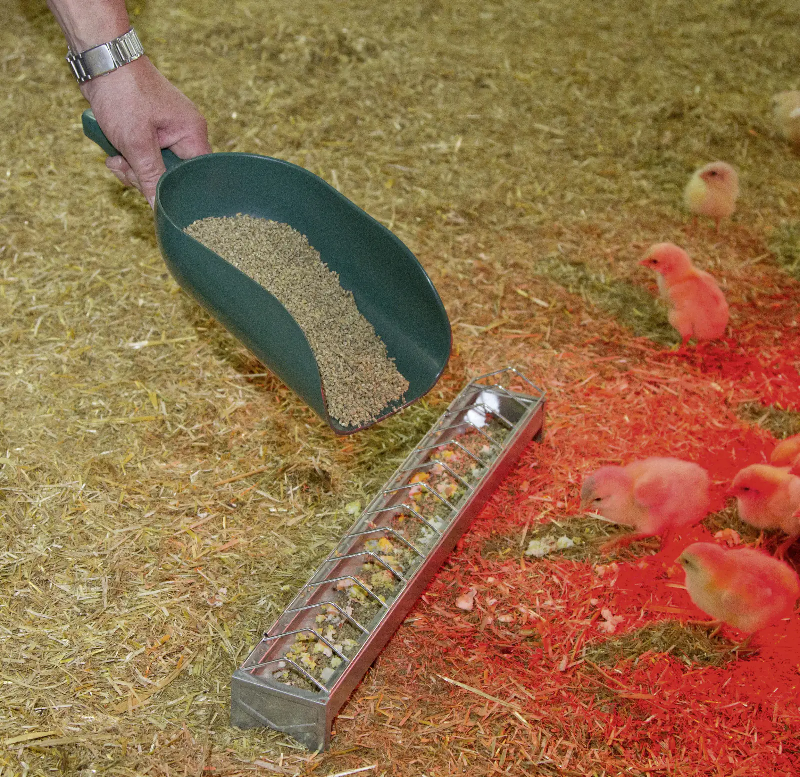 Kerbl Futterschaufel grün für ca. 2000 g