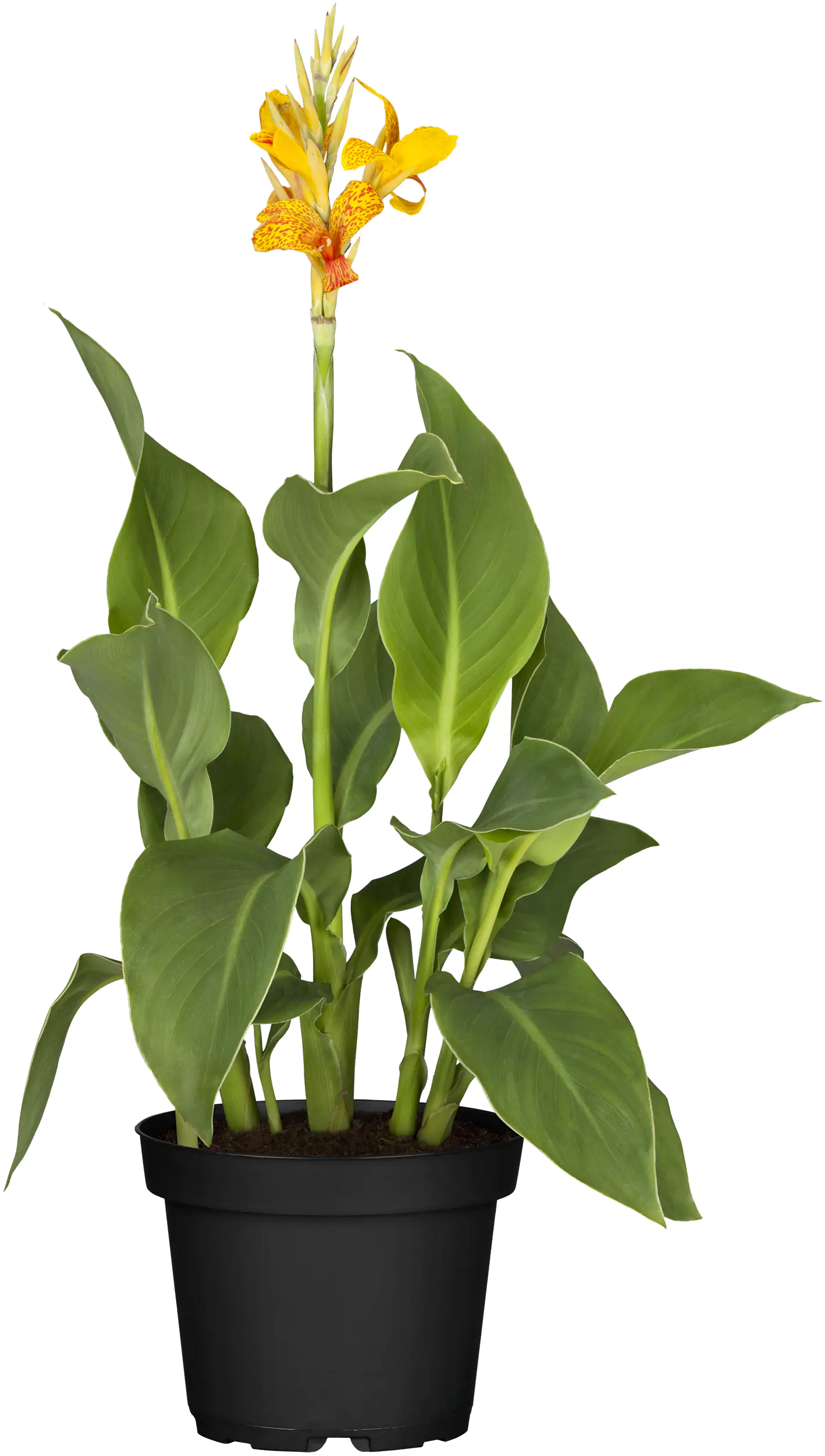 Indisches Blumenrohr Canna in Sorten Farben Mix H 40 cm 5 L Container