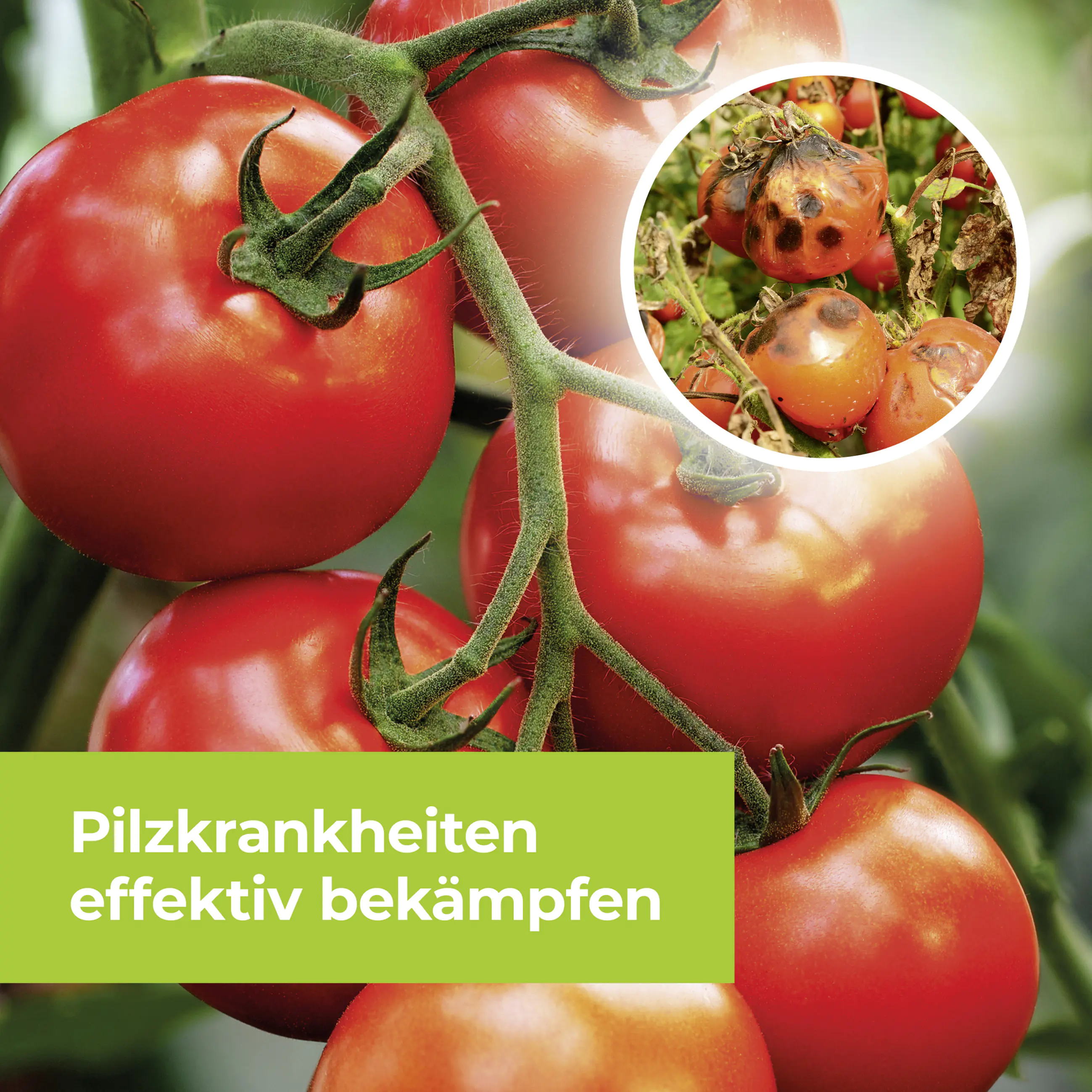 Protect Garden Curamat AZ Rosen-Pilzfrei 15 ml