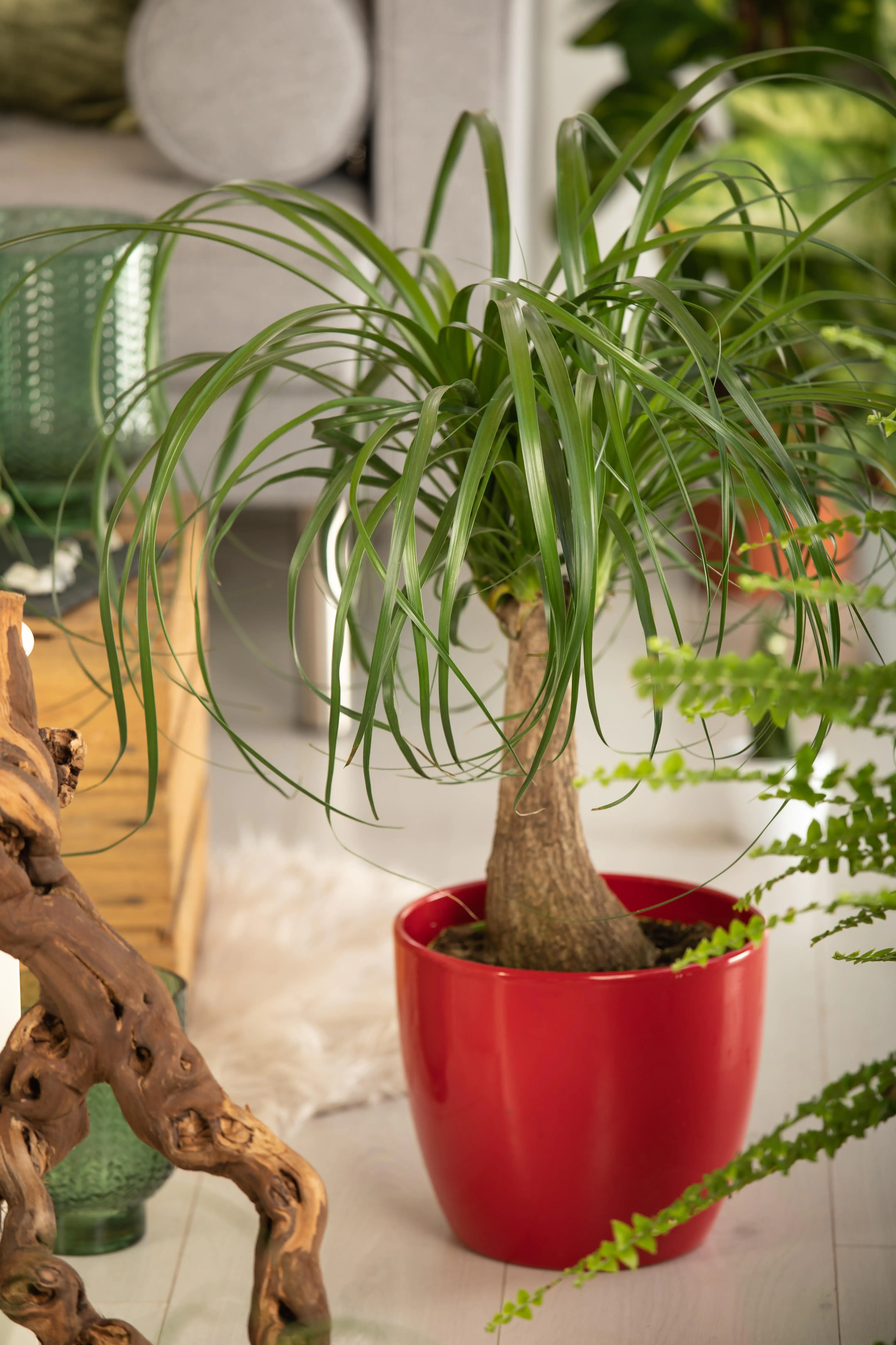 Elefantenfuß Recurvata H ca. 50 cm 17 cm Topf