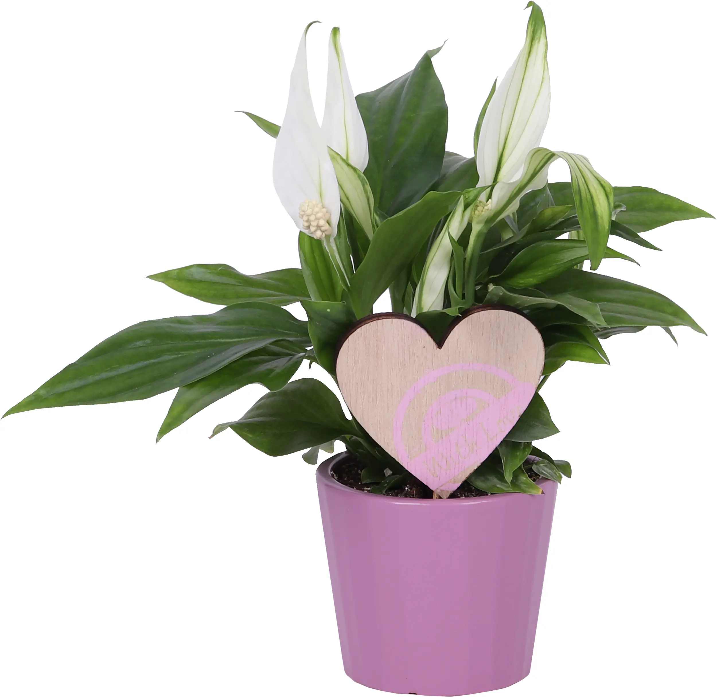 Friedenslilie Spatiphyllum im 7,5 cm Topf mit Deko zum Valentinstag