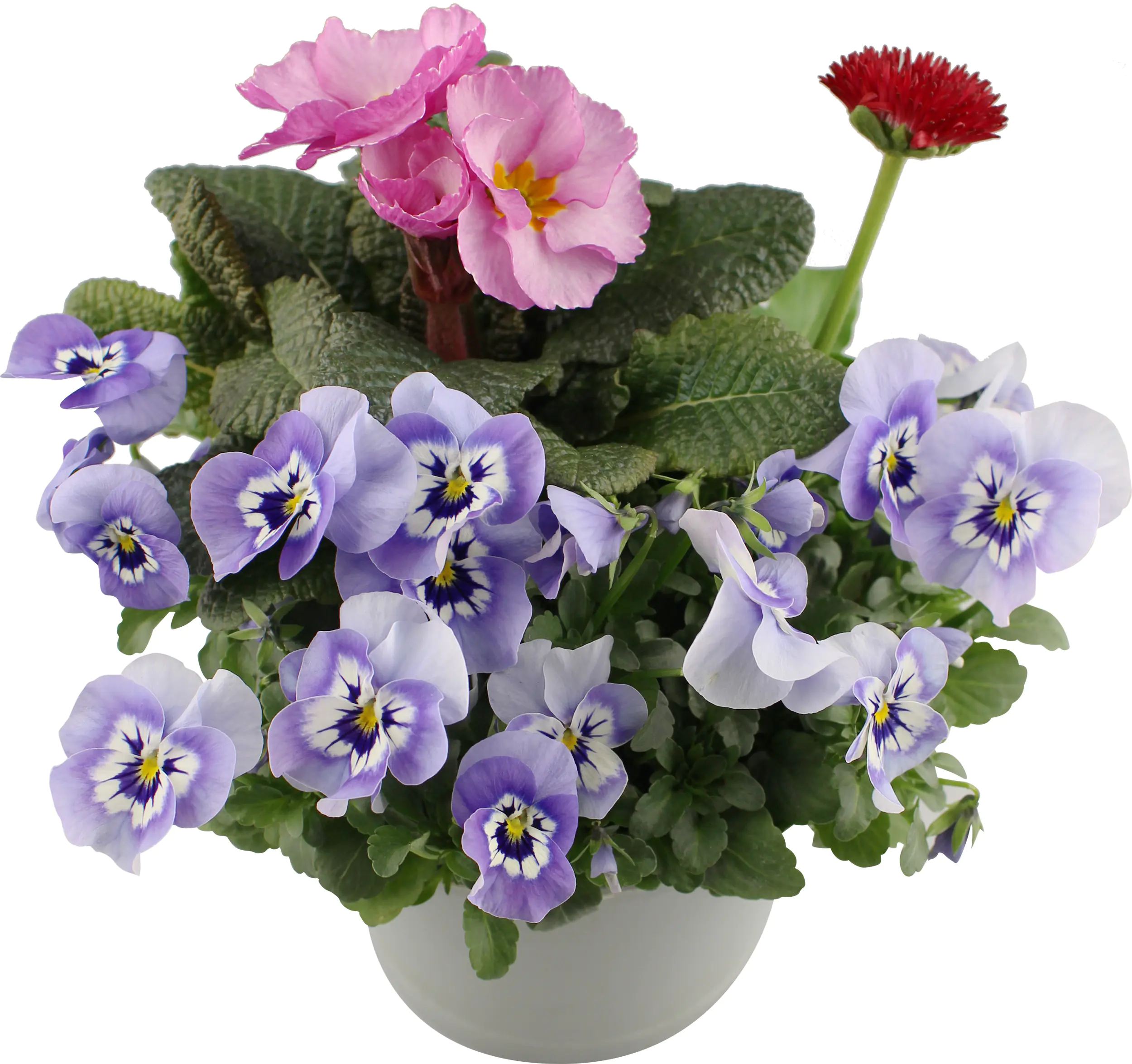 Frühlingstraum 13 cm Topf