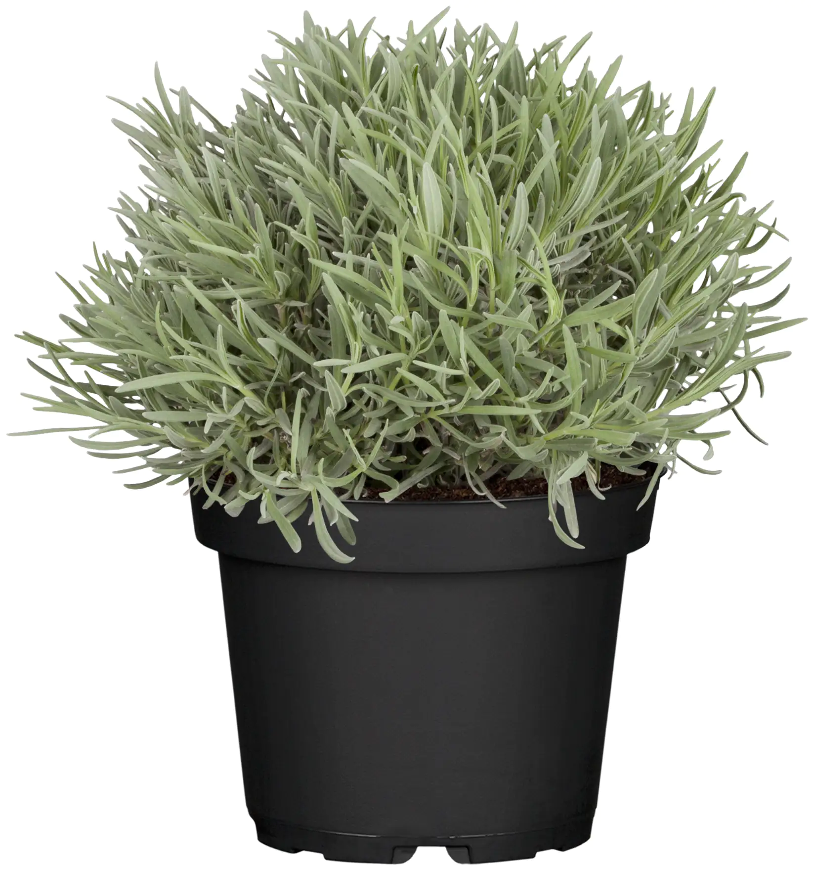 8717432218140_02 Lavendel Busch Lavandula H 25 cm 14 cm Topf