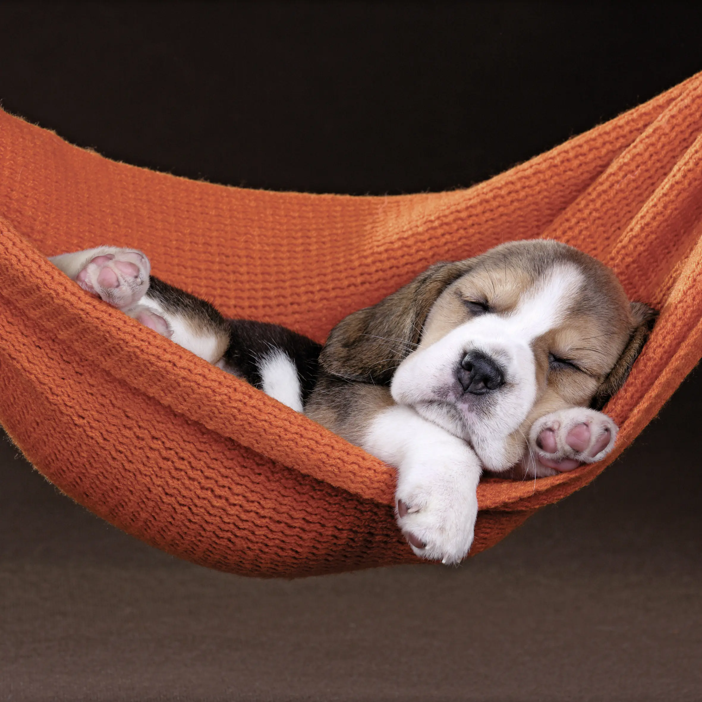 Keilrahmenbild Beagle Welpe 30 x 30 cm