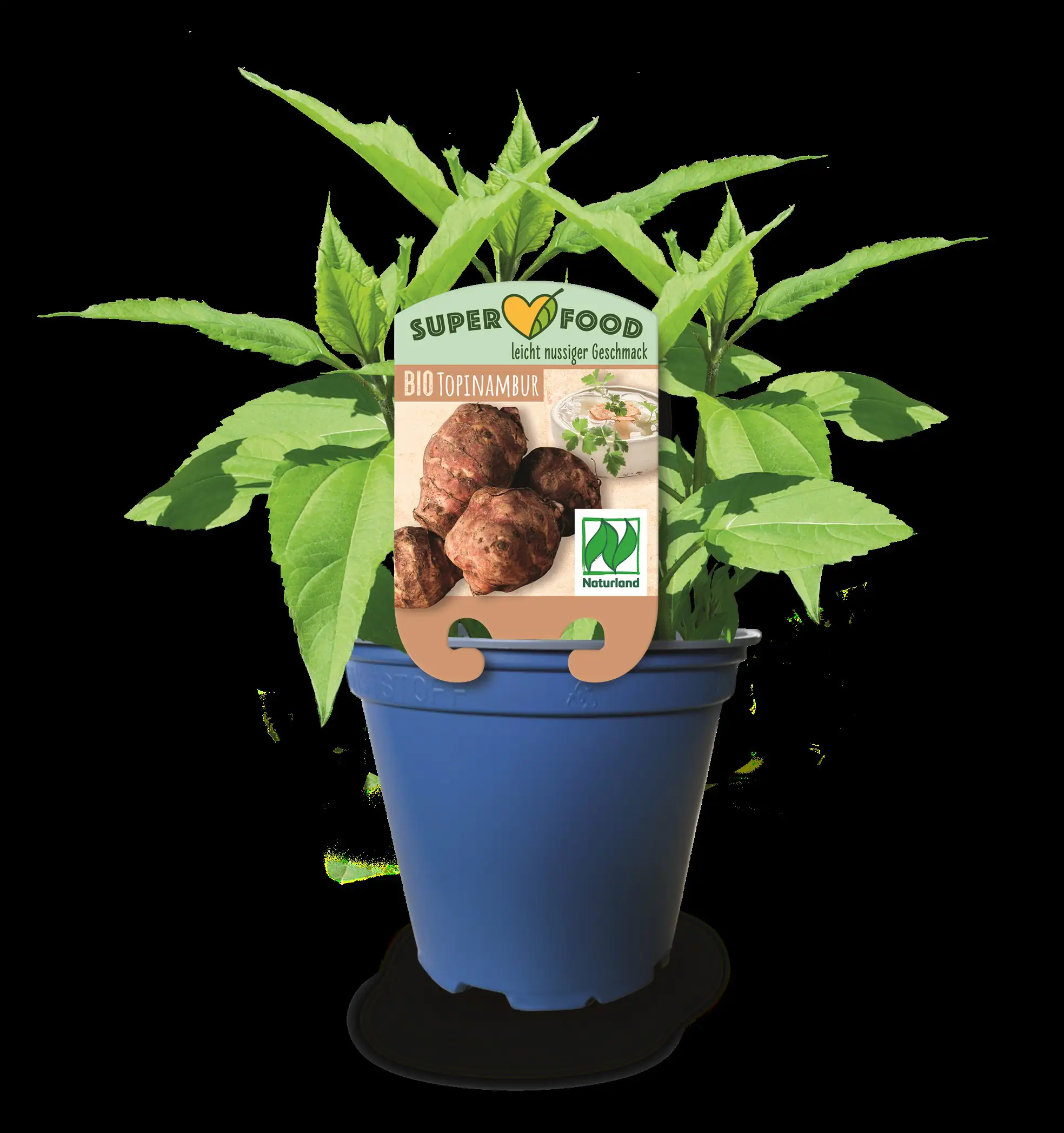 Topinambur Helianthus tuberosus 13 cm Topf