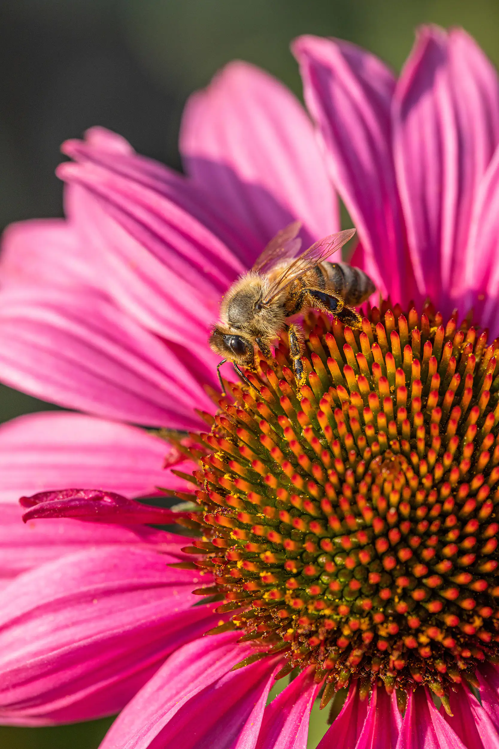 Purpur Sonnenhut Echinacea 23 cm Topf