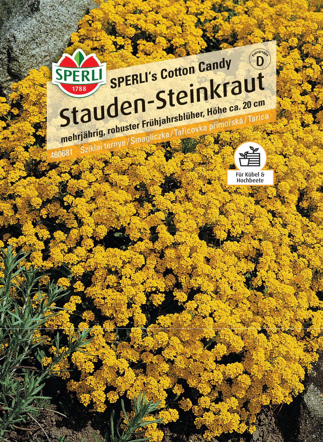 Sperli Stauden-Steinkraut SPERLI's Cotton Candy