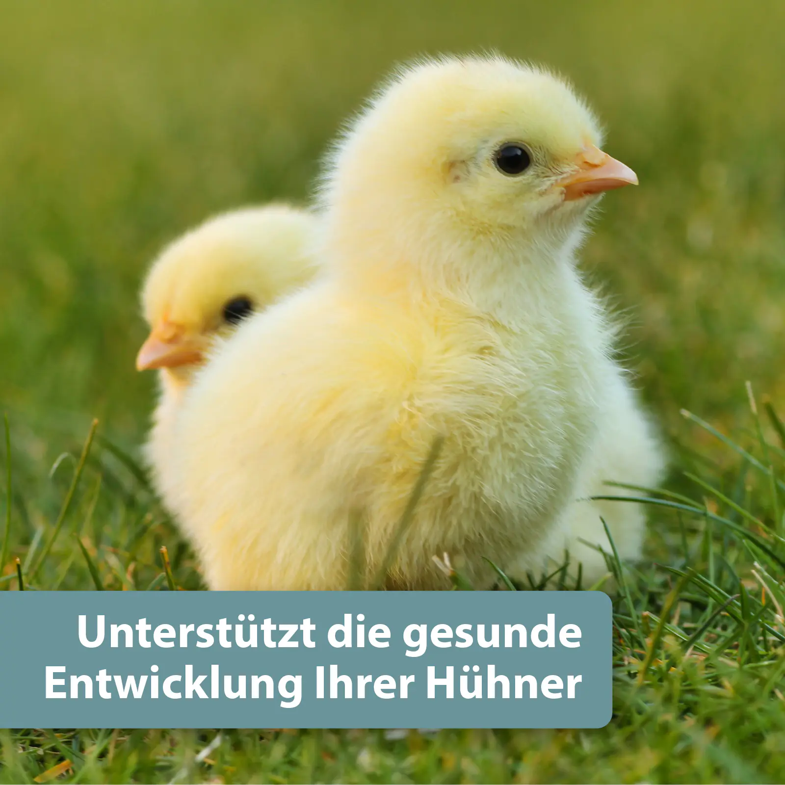 Quiko Hobbyfarming Calcium Konzentrat für Hühner und Geflügel 1 L