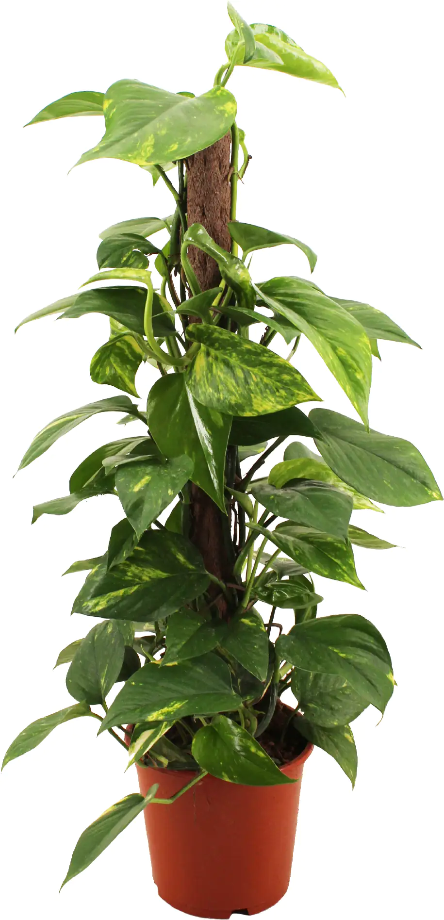 Grünpflanzenmix am Moosstaab H ca 70 cm 19 cm Topf