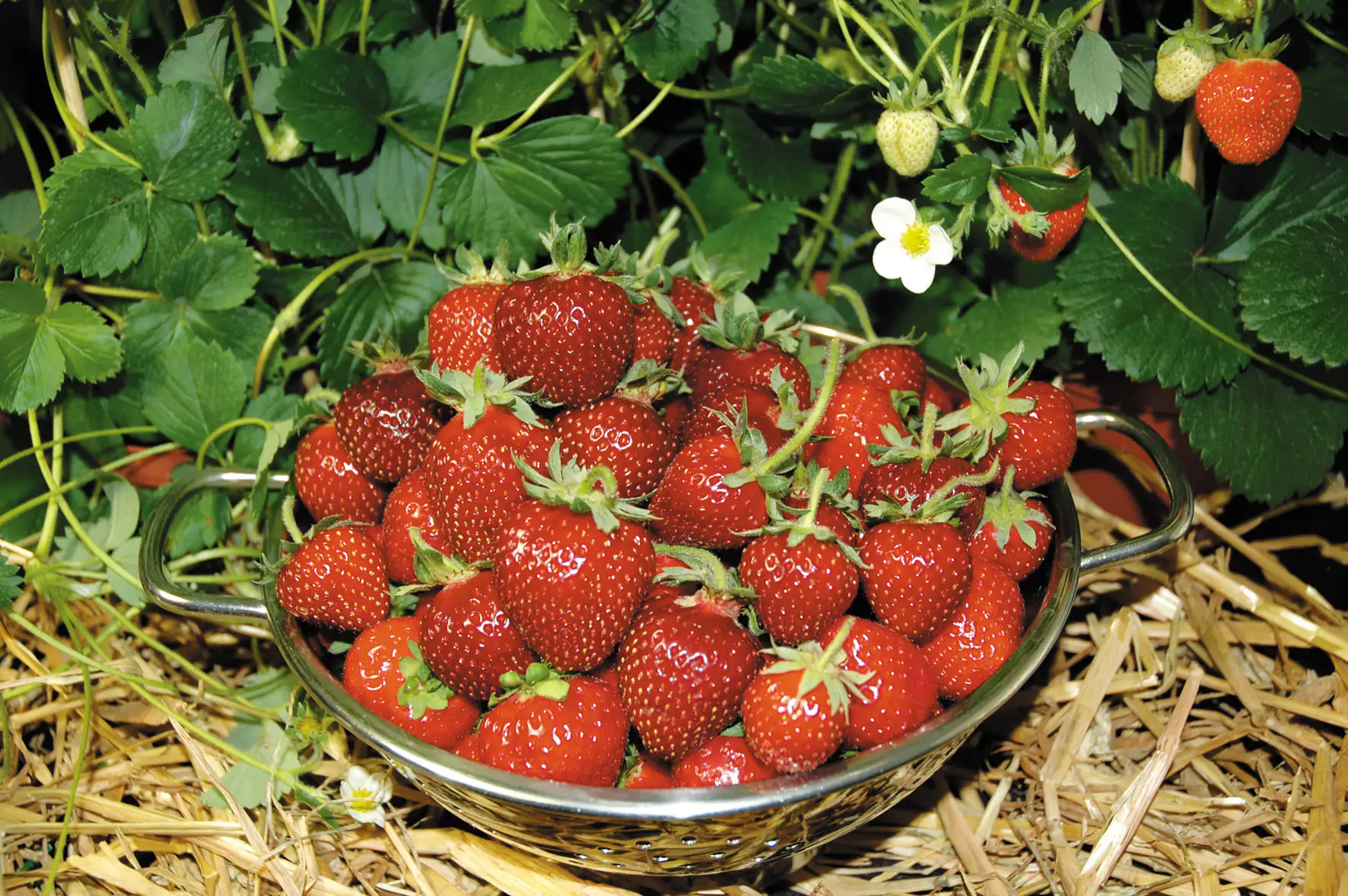 Erdbeere Meraldo 10 cm Topf