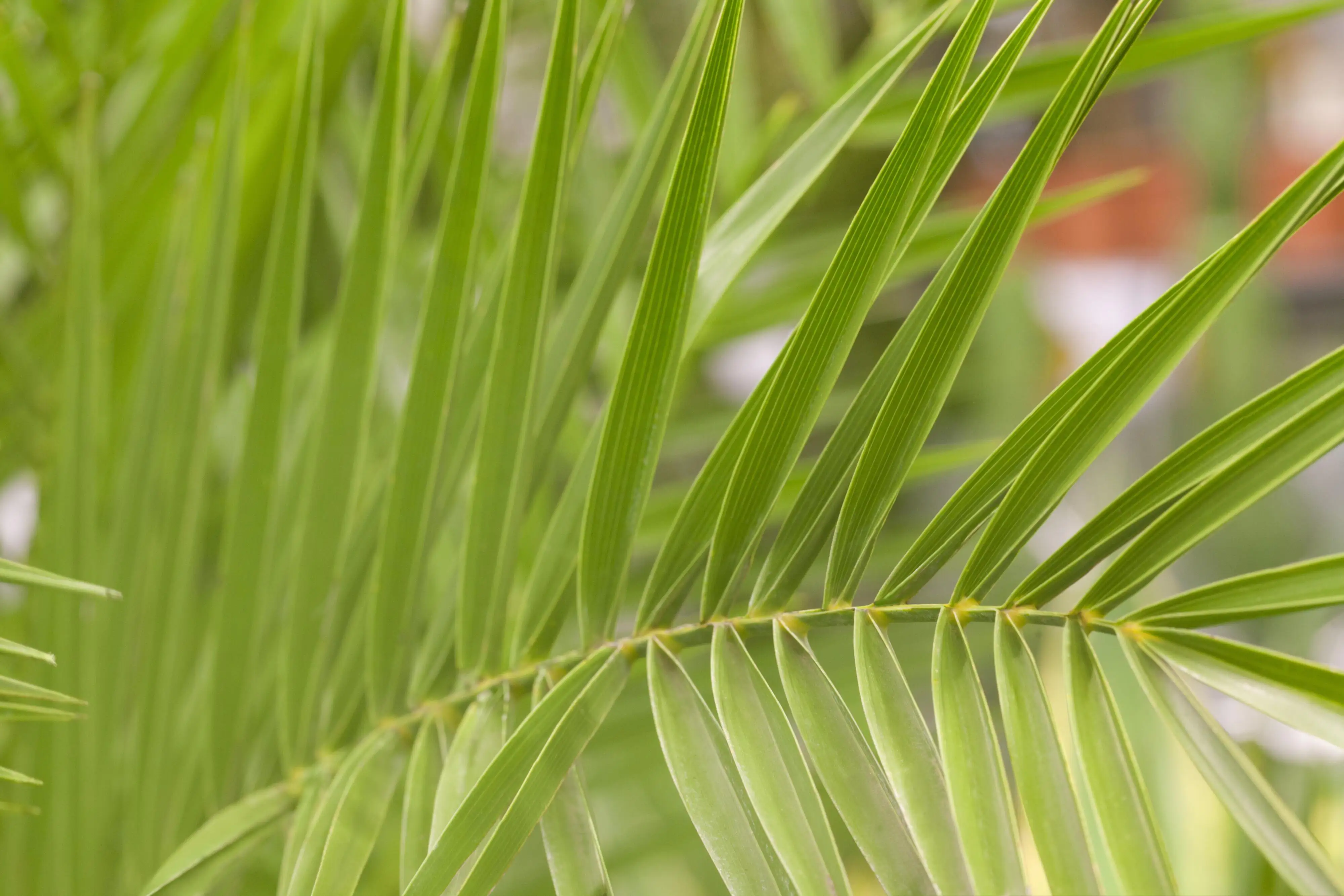 Dattelpalme Phoenix Canariensis H ca 100 cm 19 cm Topf Dattelpalme Phoenix Canariensis H ca 100 cm 19 cm Topf