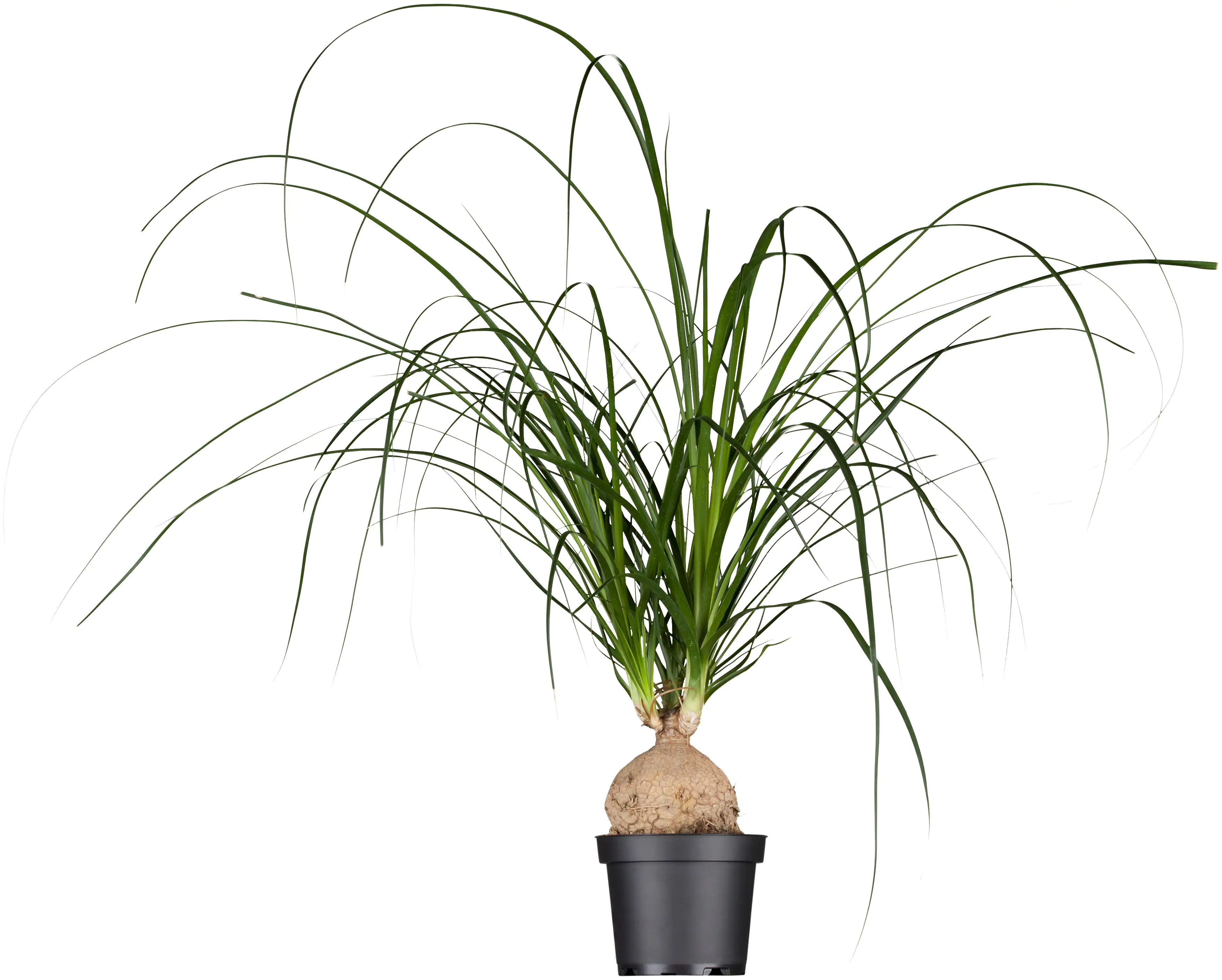 Elefantenfuß Beaucarnea Recurvata H ca. 30 cm 12 cm Topf