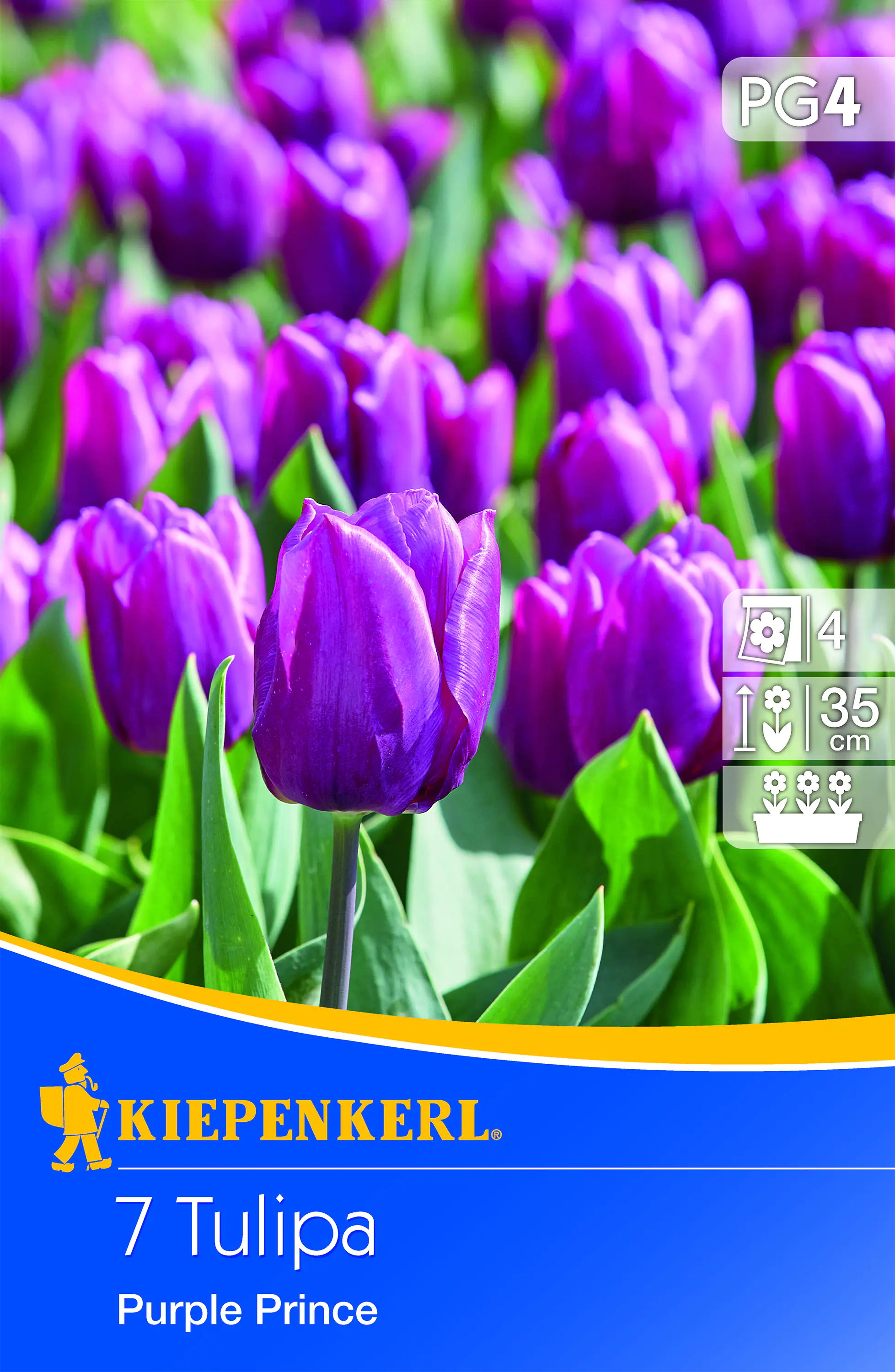 Kiepenkerl Einfache frühe Tulpe Purple Pince lila 7 Stück