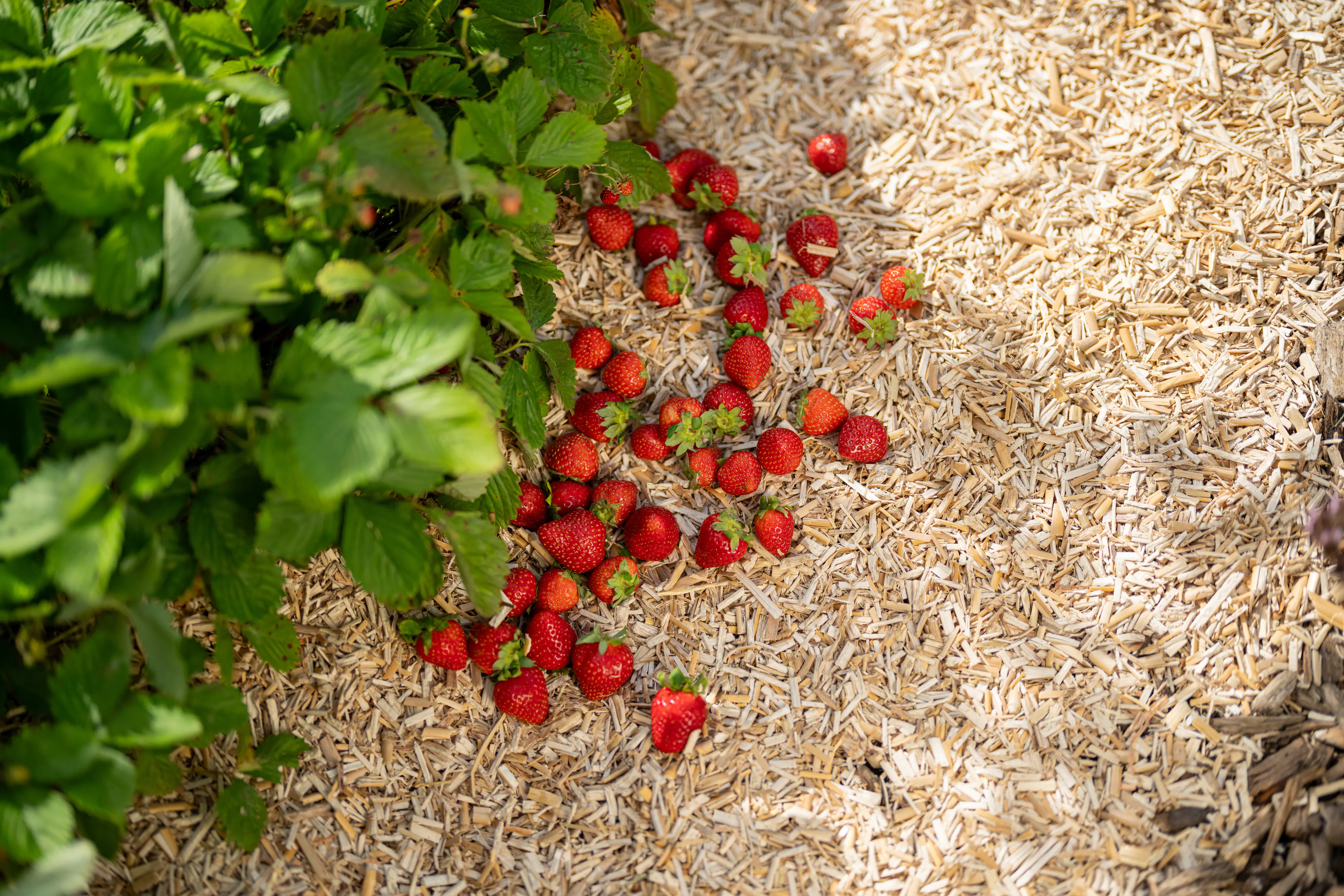 Floragard Erdbeermulch und Gemüsemulch 2 x 20 L Floragard Erdbeermulch und Gemüsemulch 2 x 20 L