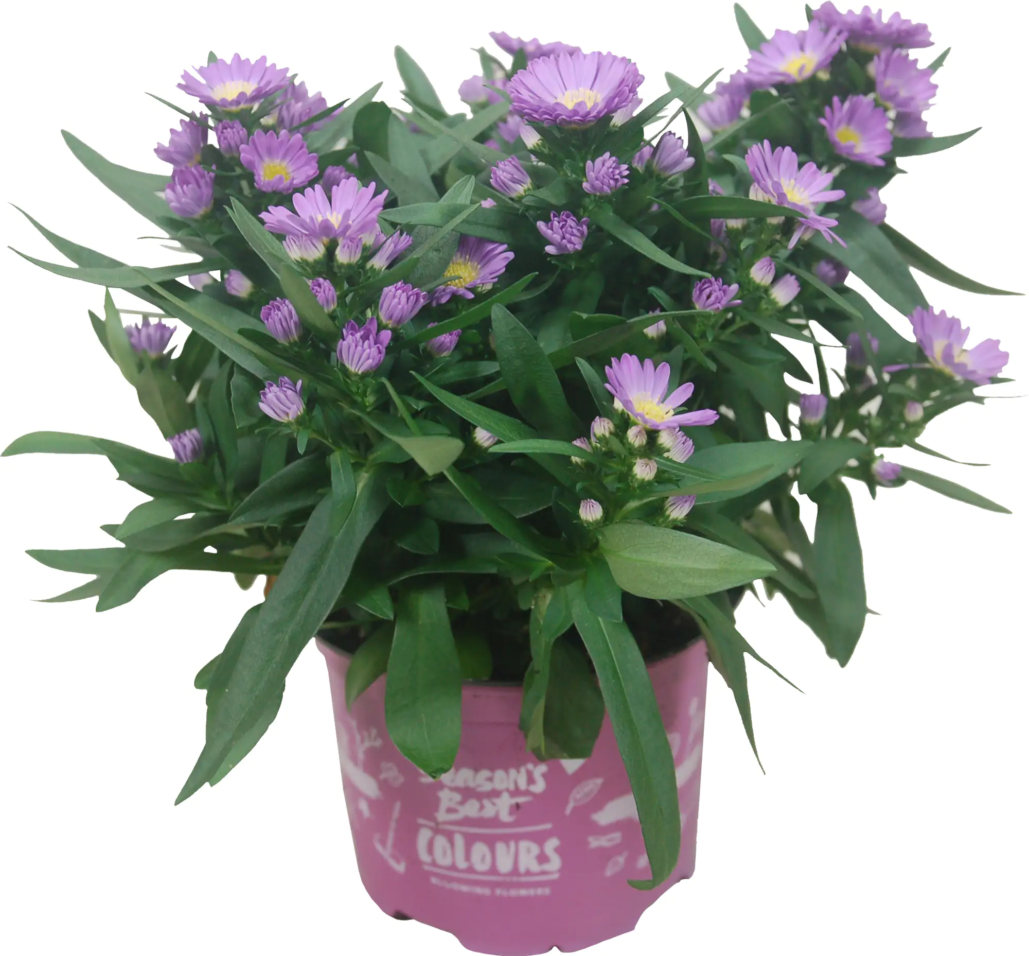 8717432463656_04 Aster Mystery Lady 12 cm Topf