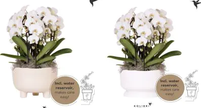 Phalaenopsis Kolibri Orchidee weiß 3 Pflanzen in der Schale mit Wasser-System 28 cm Topf 