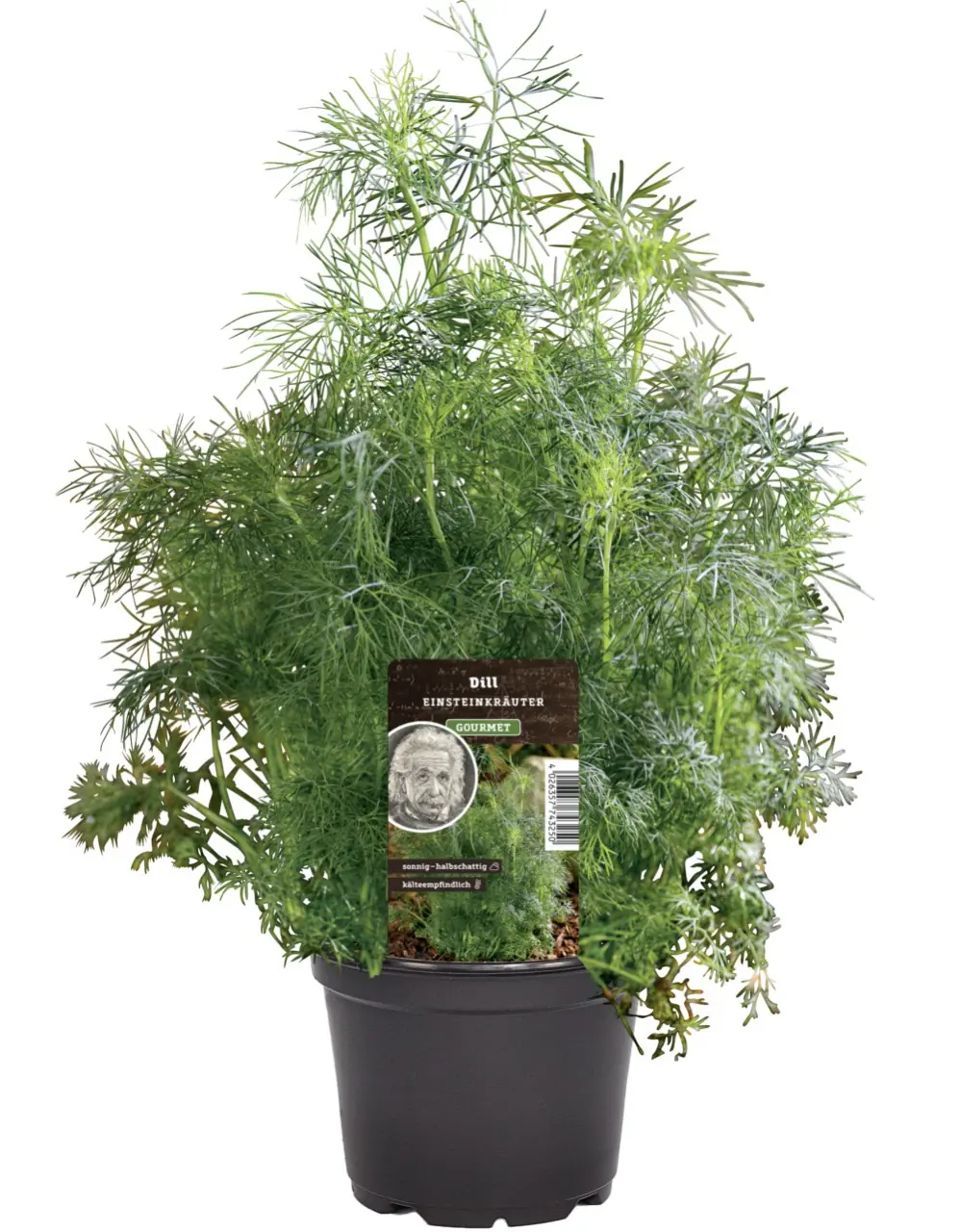 Einsteinkräuter Dill 12 cm Topf