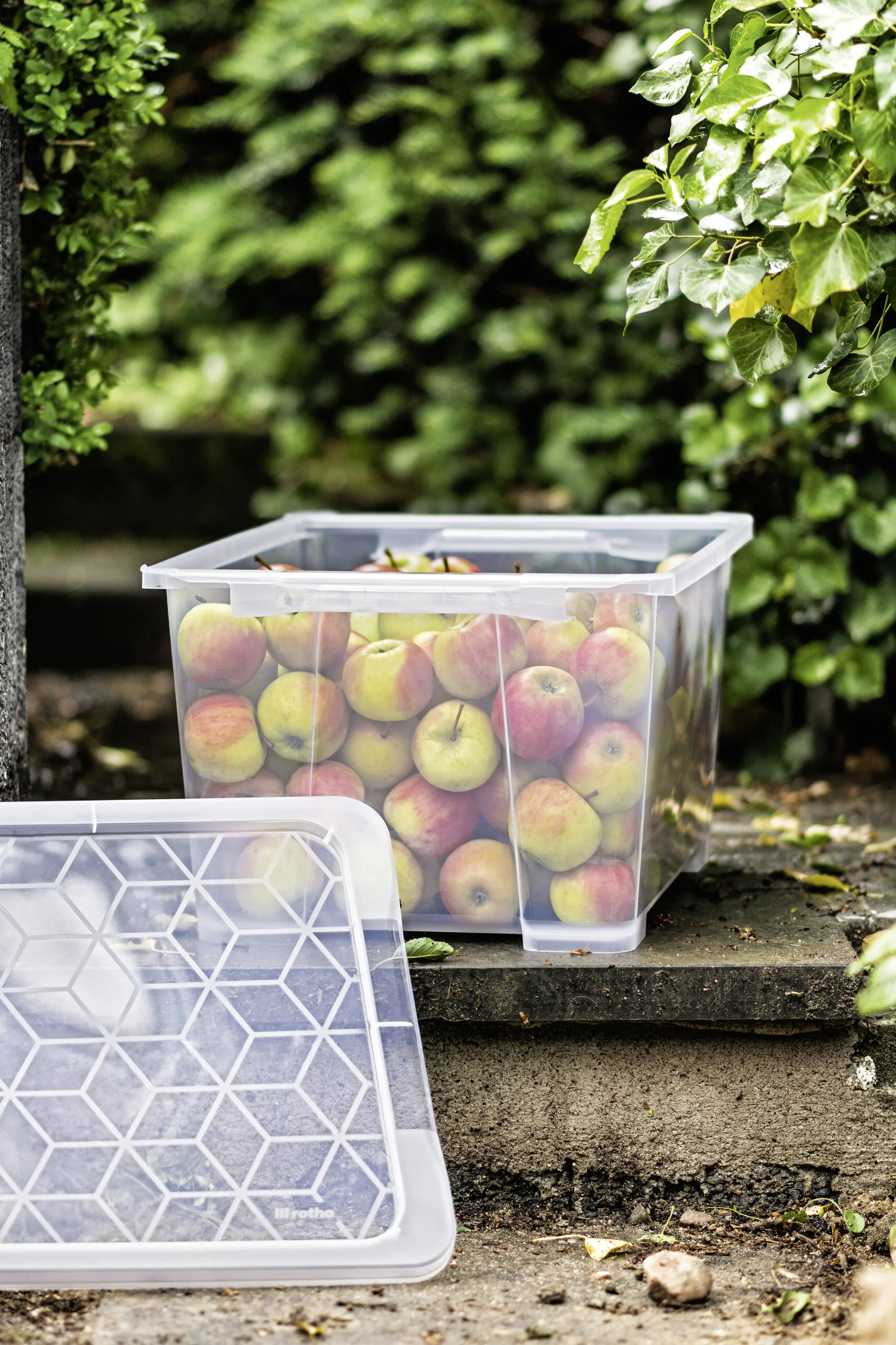 7610859170101_1503118 Rotho Aufbewahrungsbox EVO Easy 44 L transparent 58,3 x 39,2 x 27,7 cm