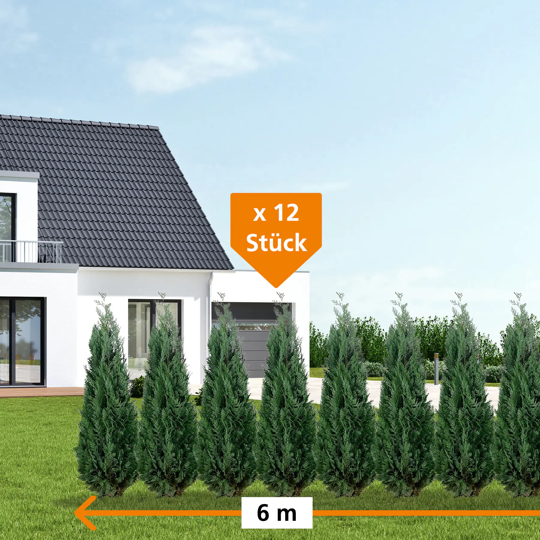 Blaue Scheinzypresse Cham. law. column. Glauca H 160 - 180 cm, 12 Stück