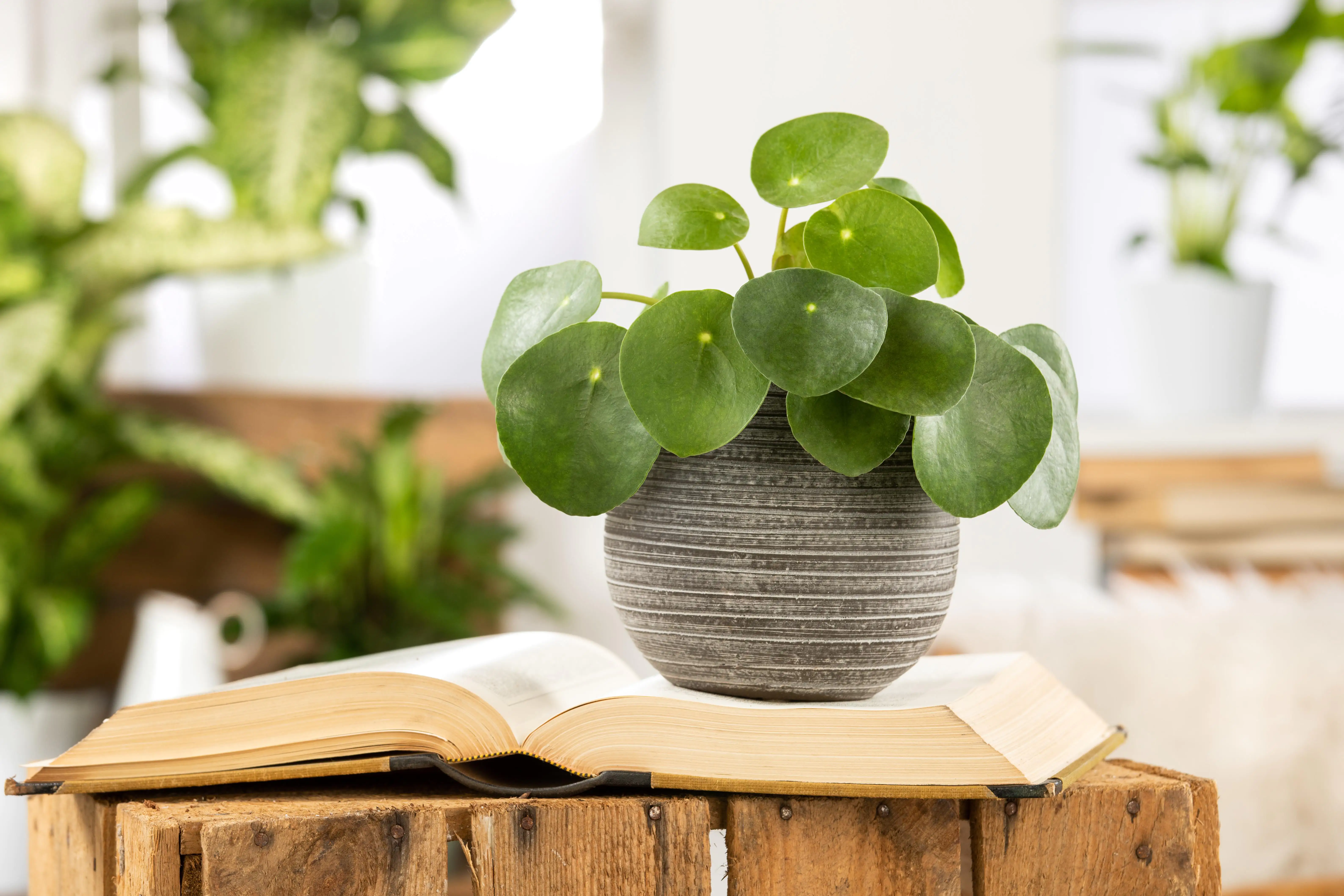 8717929994489_1 Ufopflanze Pilea Peperomioides H ca. 20 cm 13 cm Topf