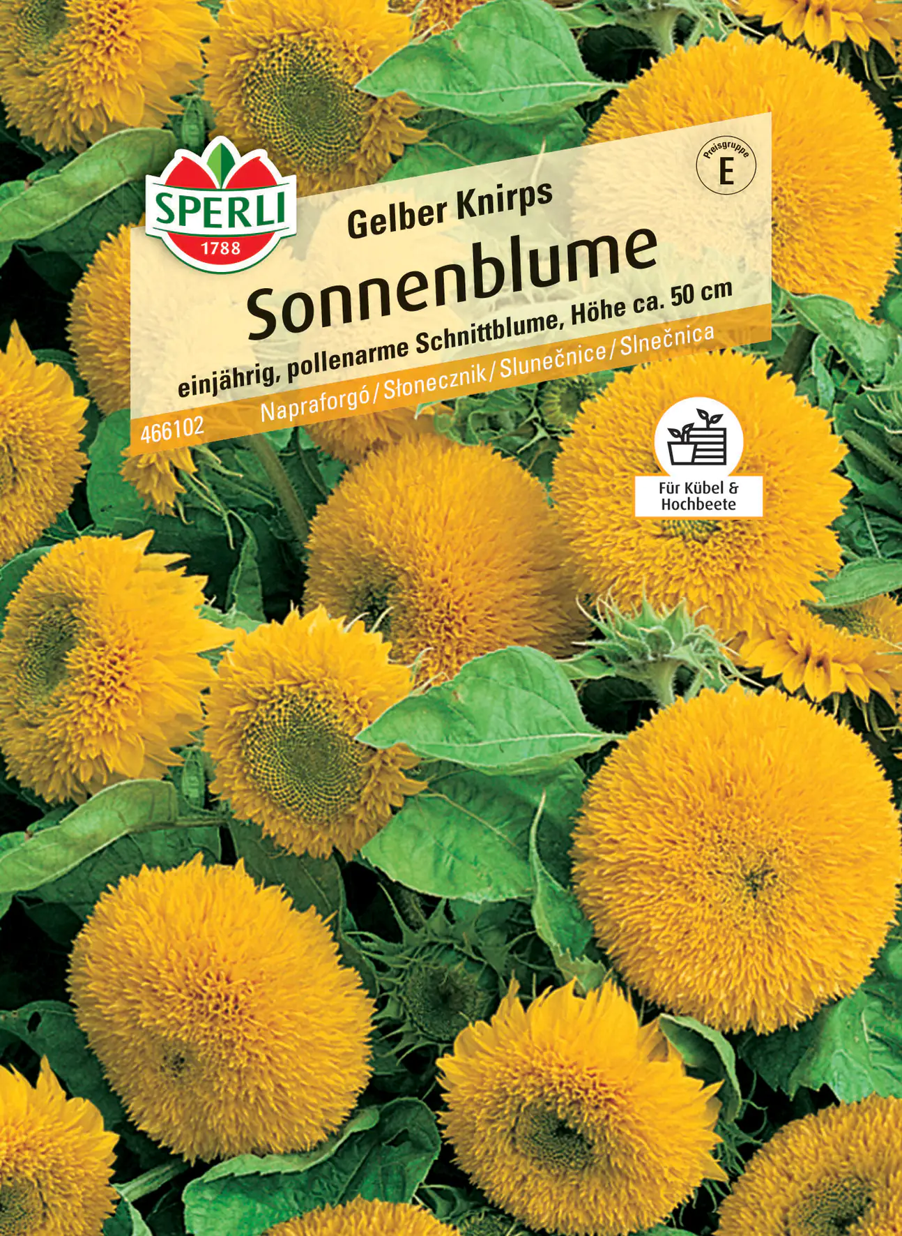 Sperli Sonnenblume Gelber Knirps F1
